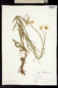Leucanthemum vulgare image