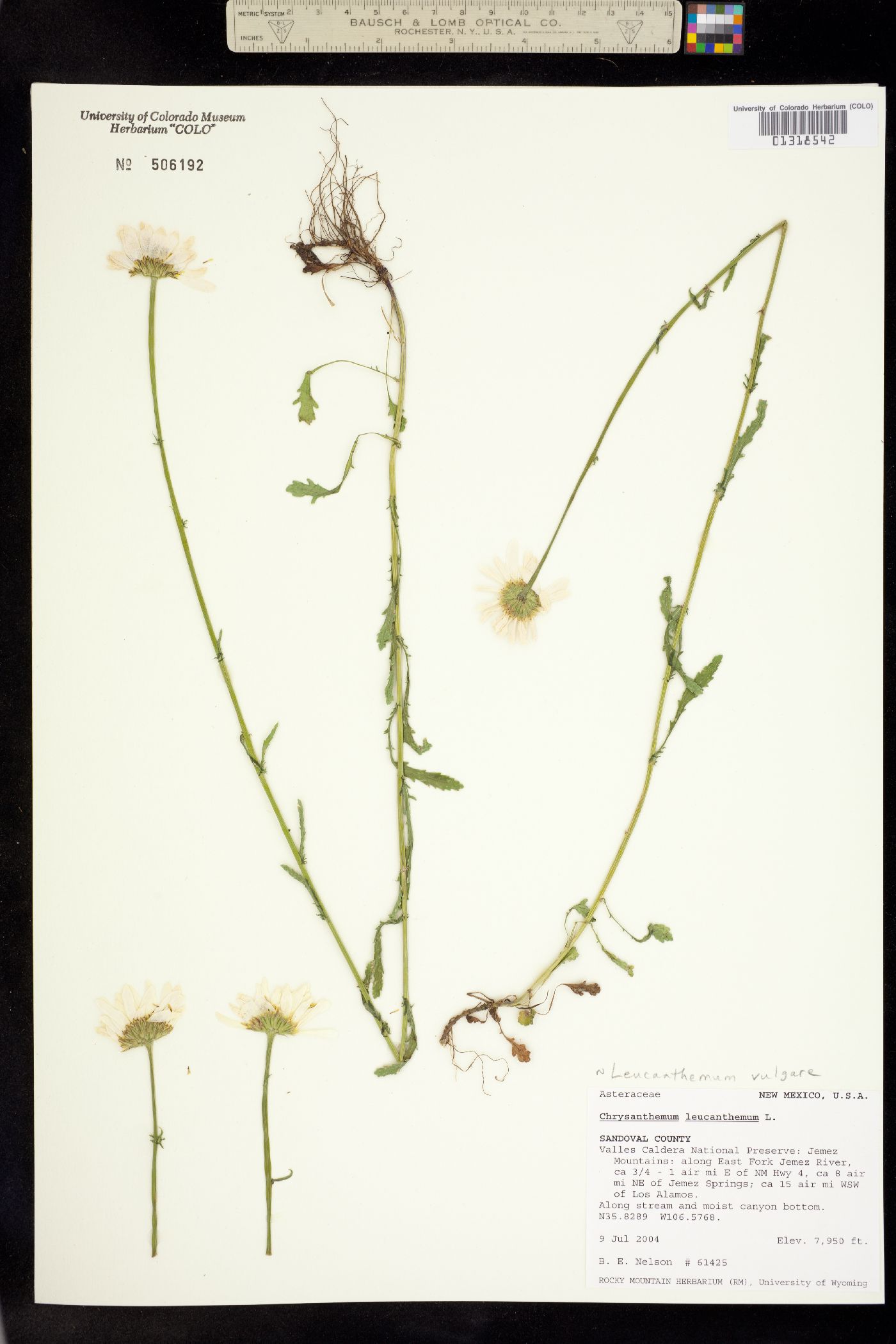 Leucanthemum vulgare image