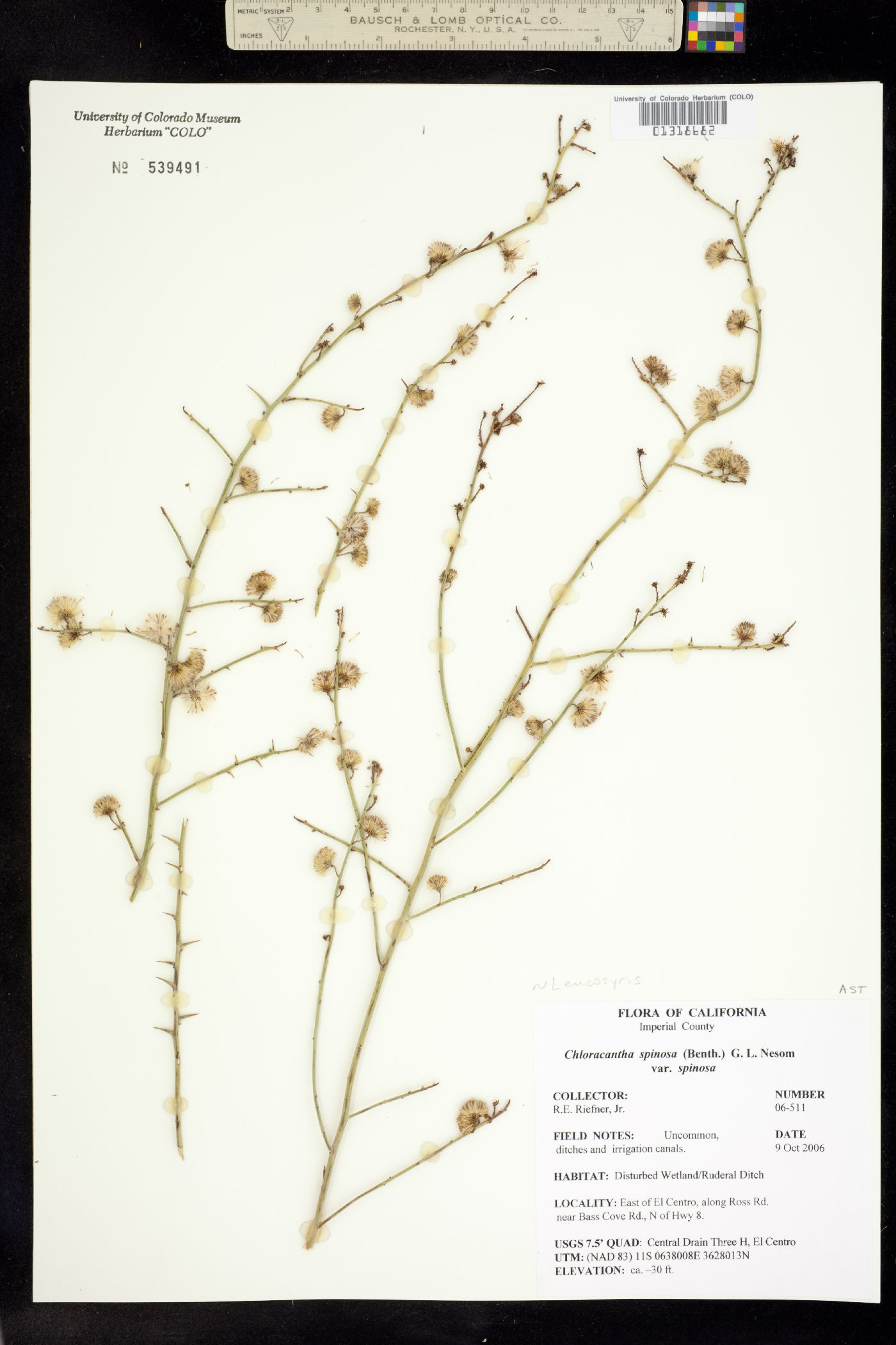 Chloracantha spinosa image