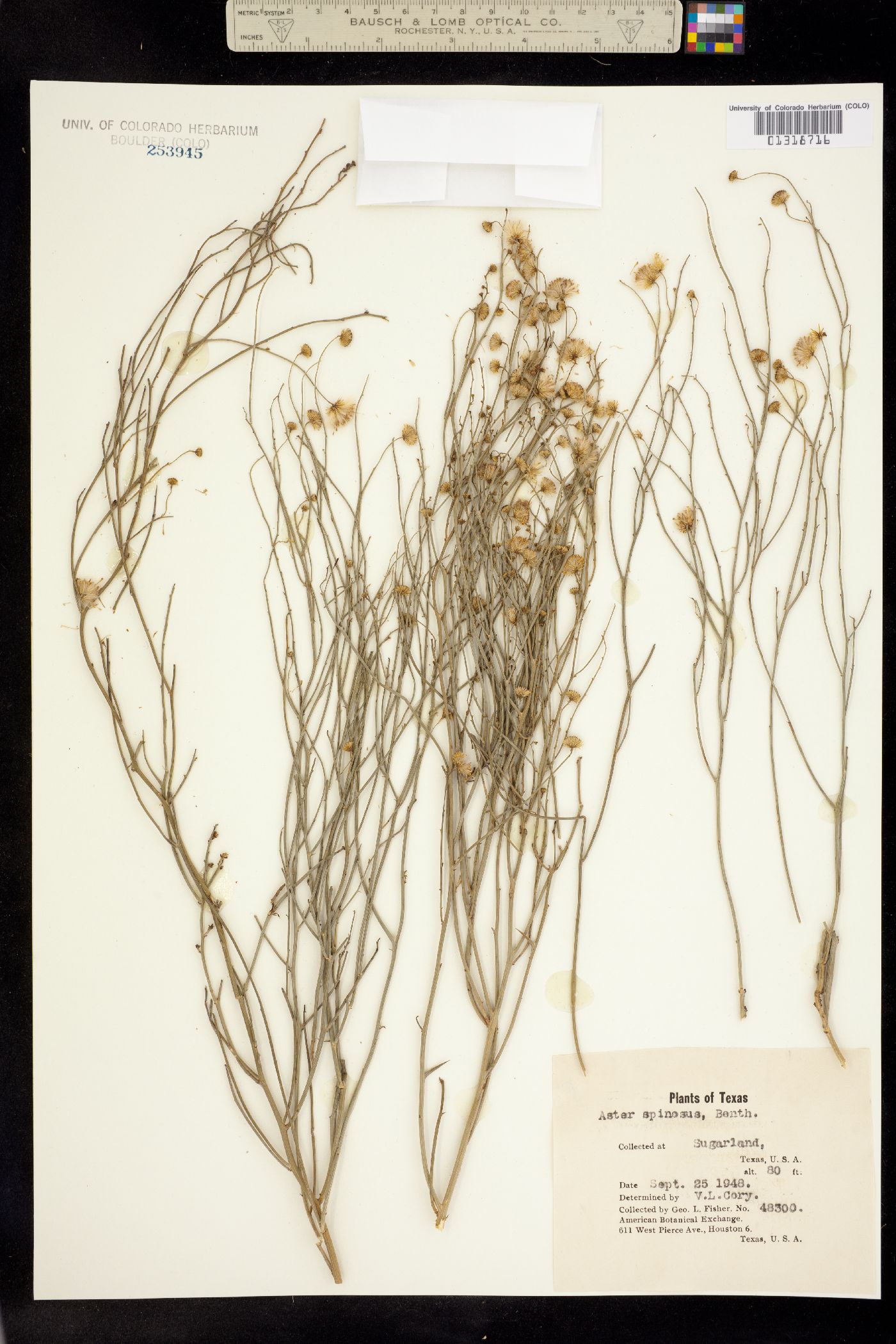 Chloracantha spinosa image