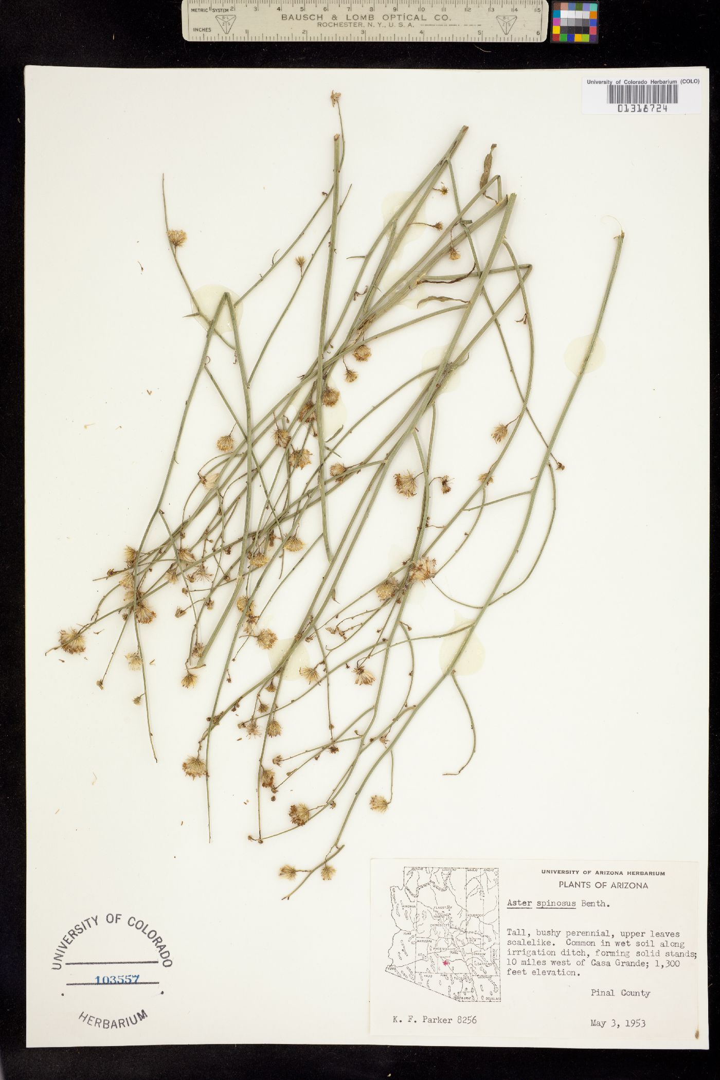 Chloracantha spinosa image