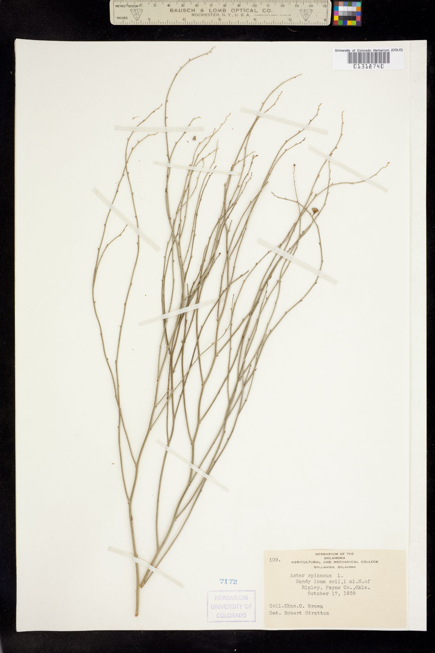 Chloracantha image