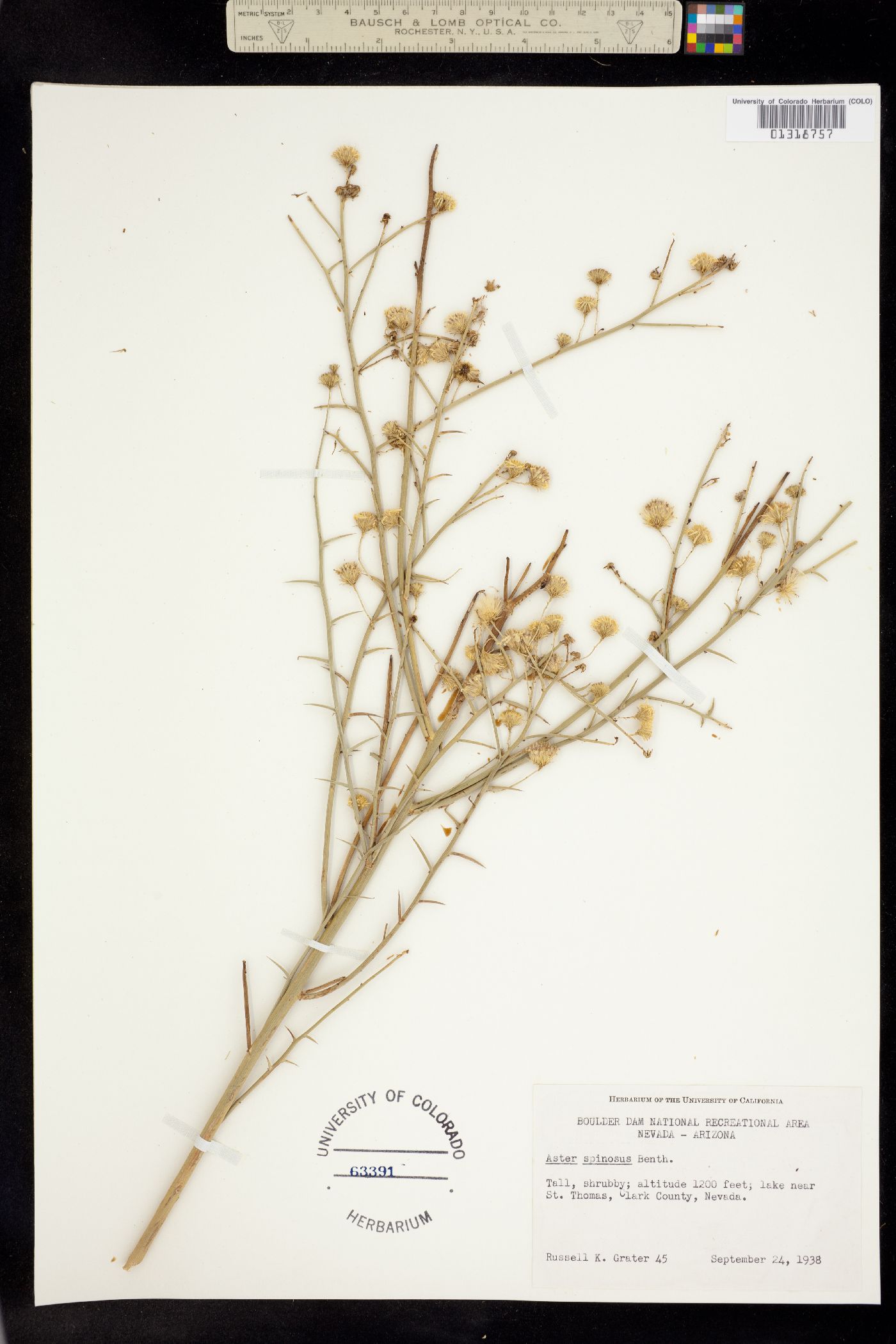 Chloracantha spinosa image