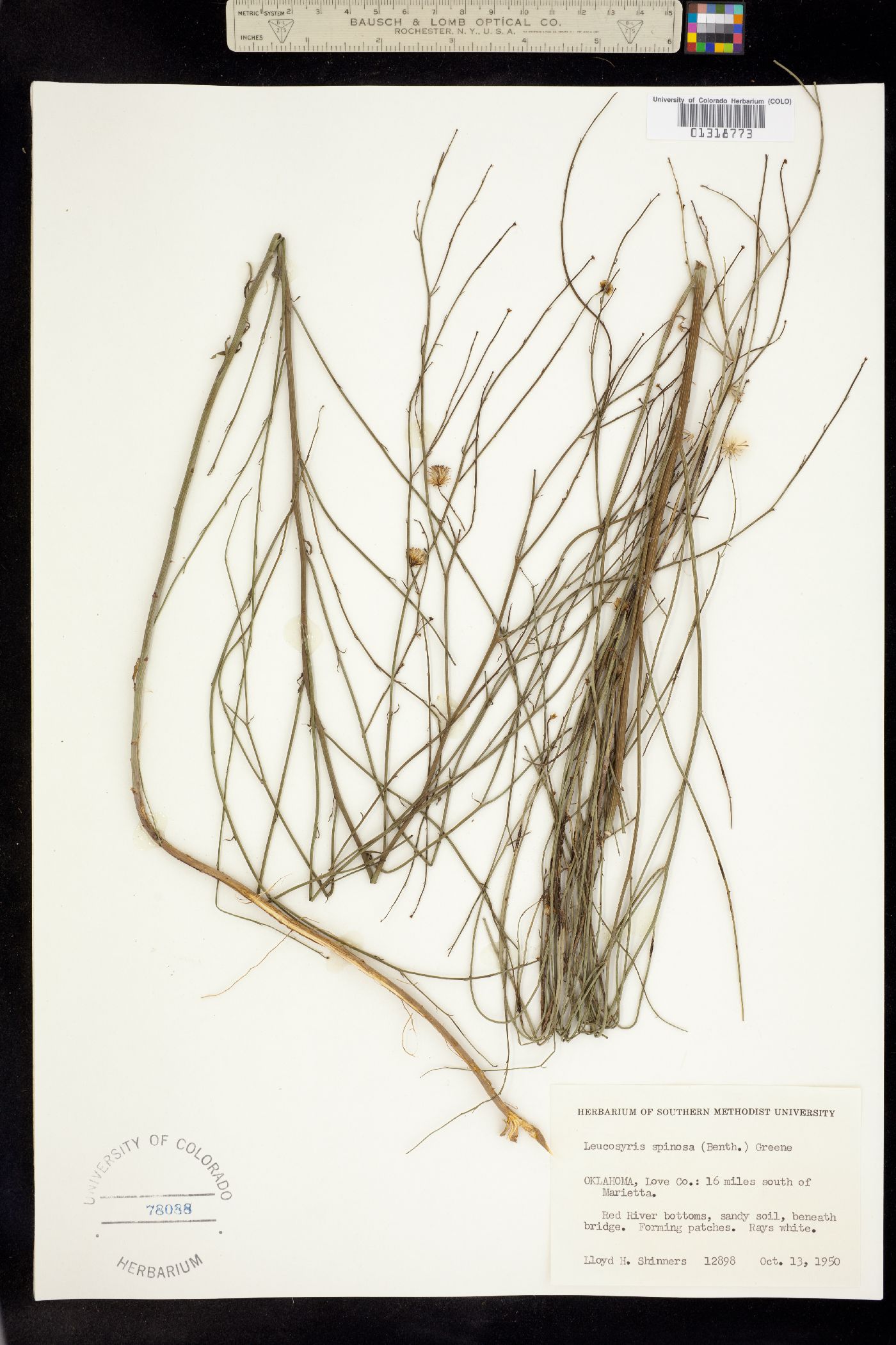 Chloracantha spinosa image