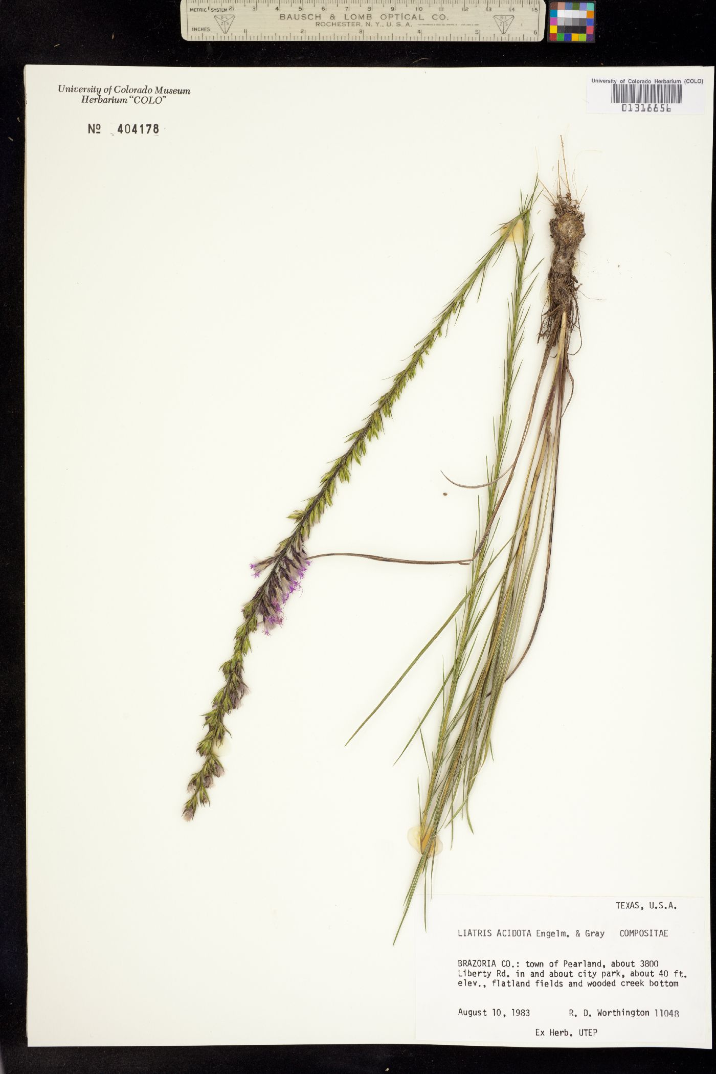 Liatris acidota image