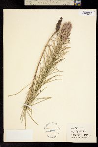 Liatris angustifolia image