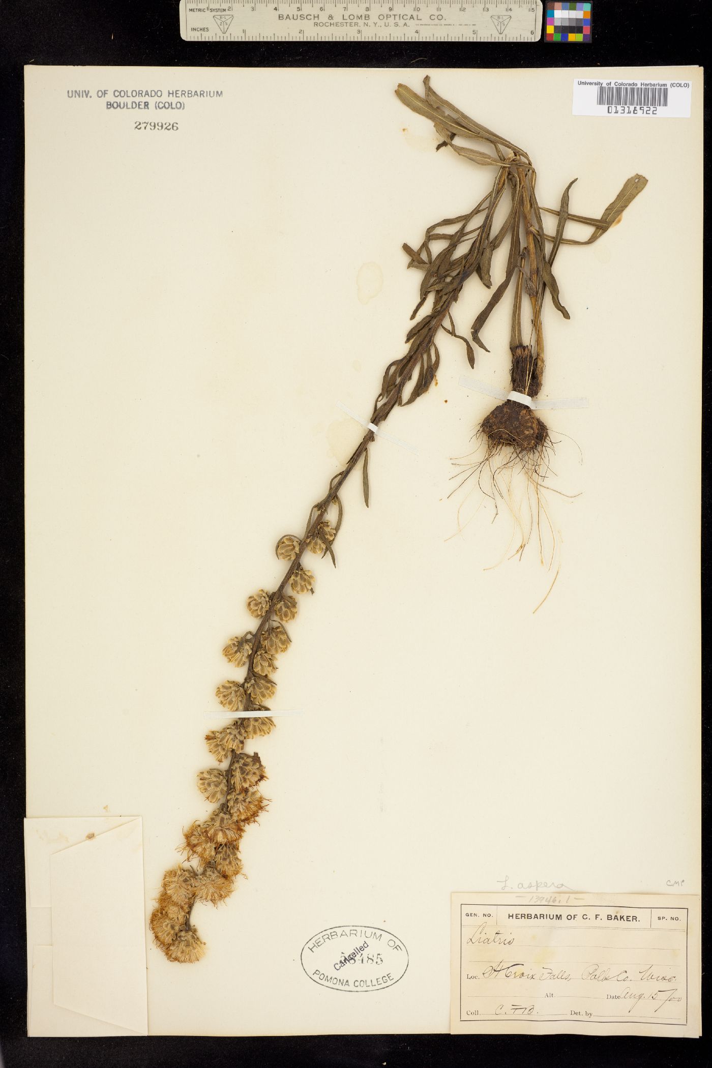 Liatris aspera image