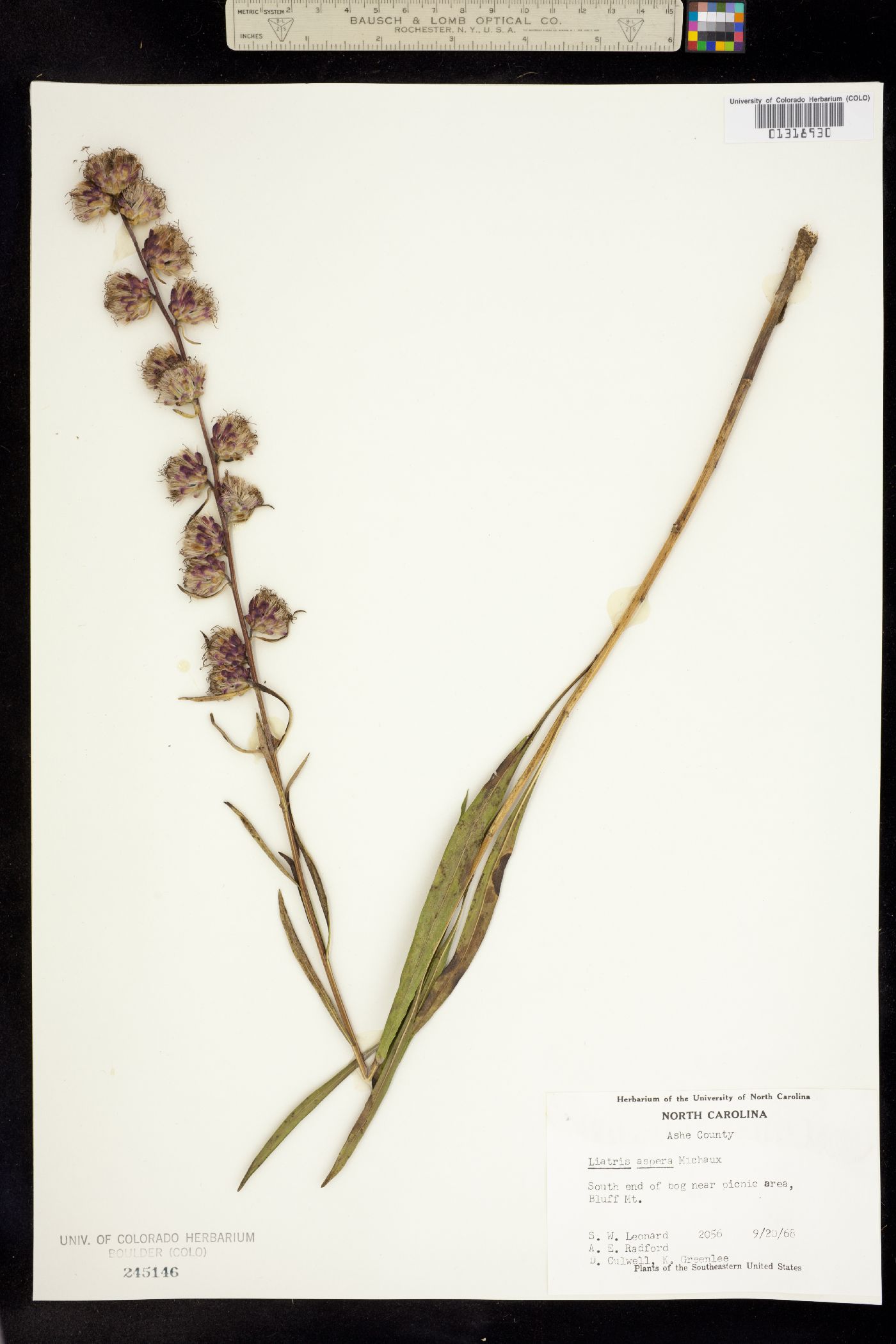 Liatris aspera image