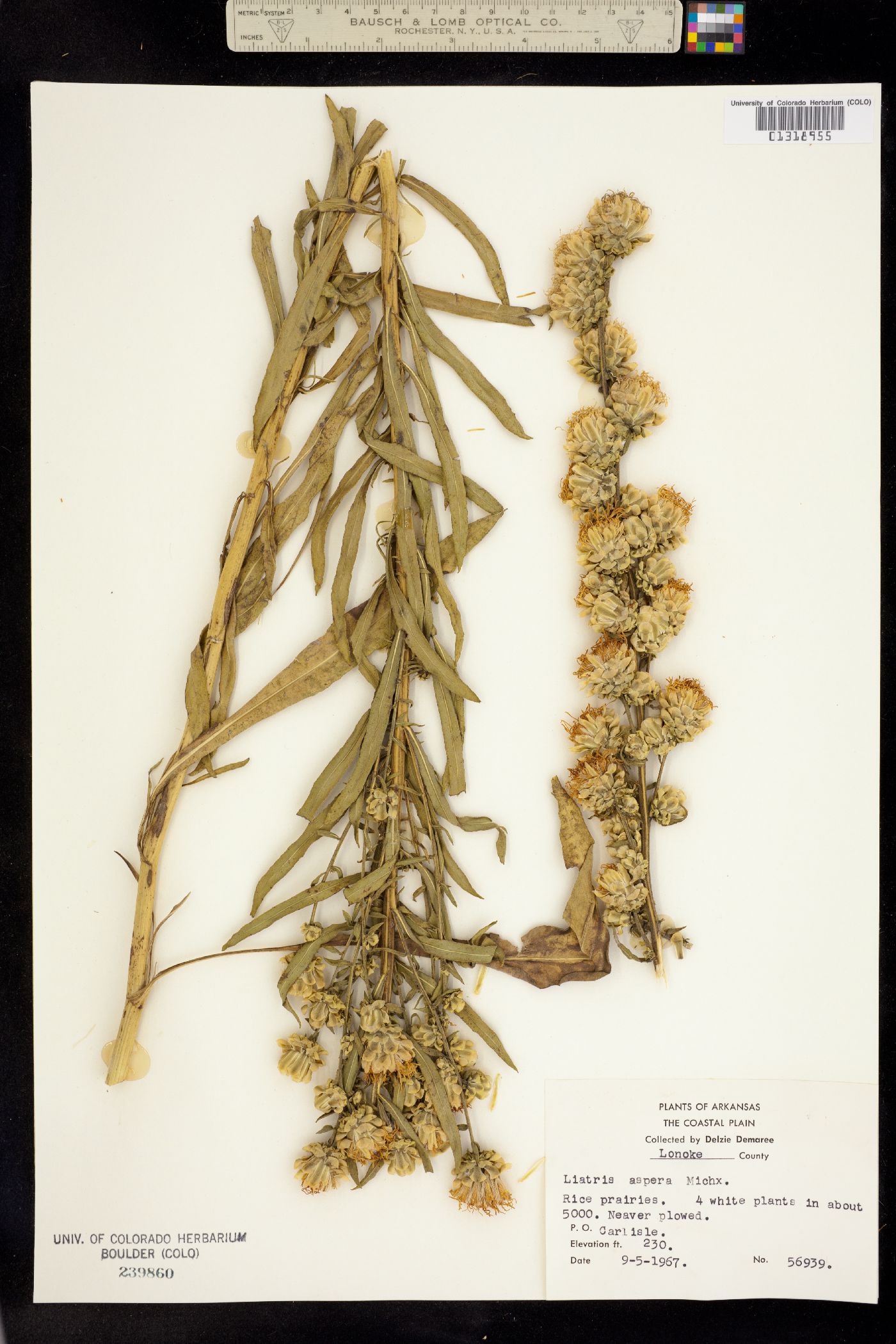 Liatris aspera image