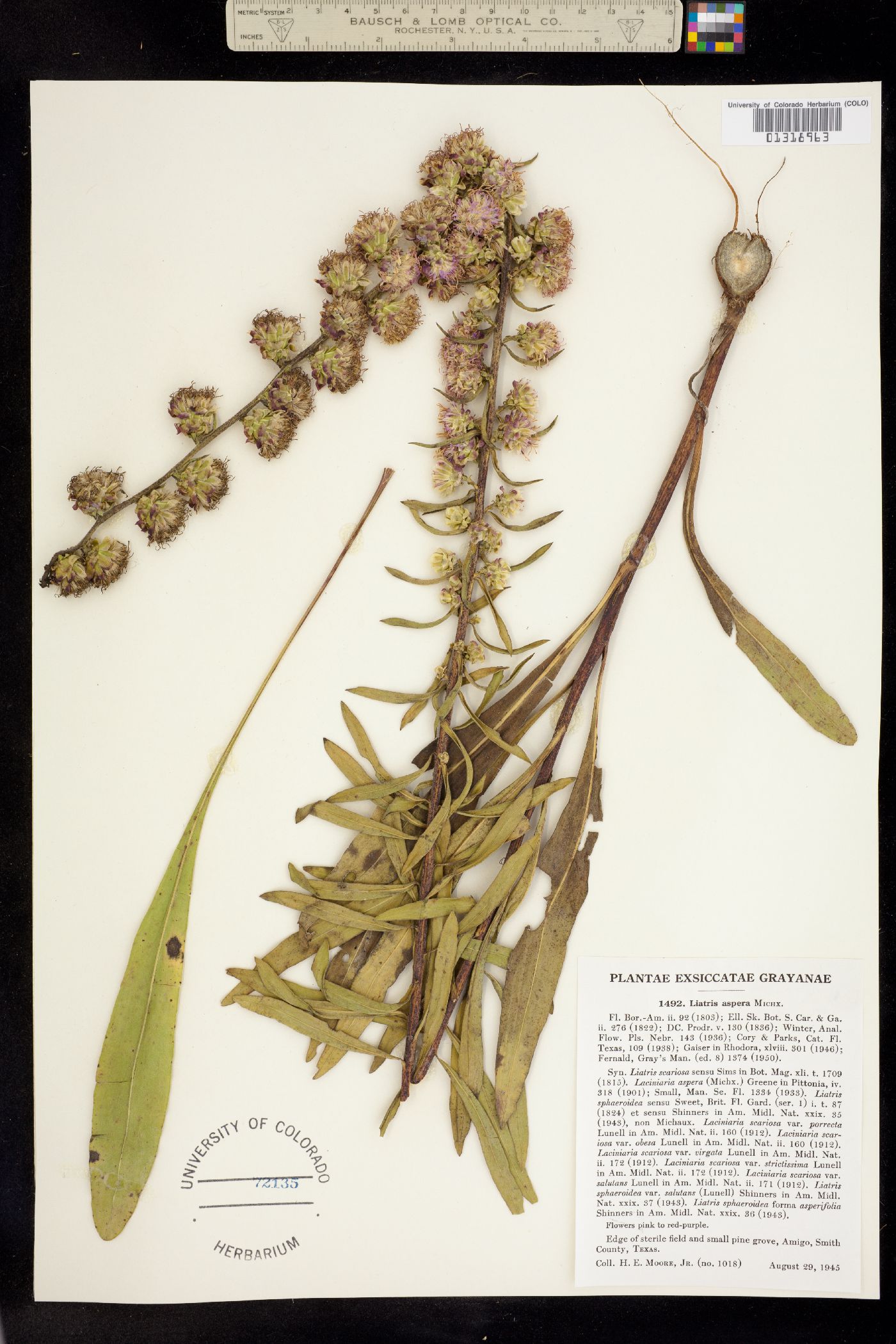 Liatris aspera image