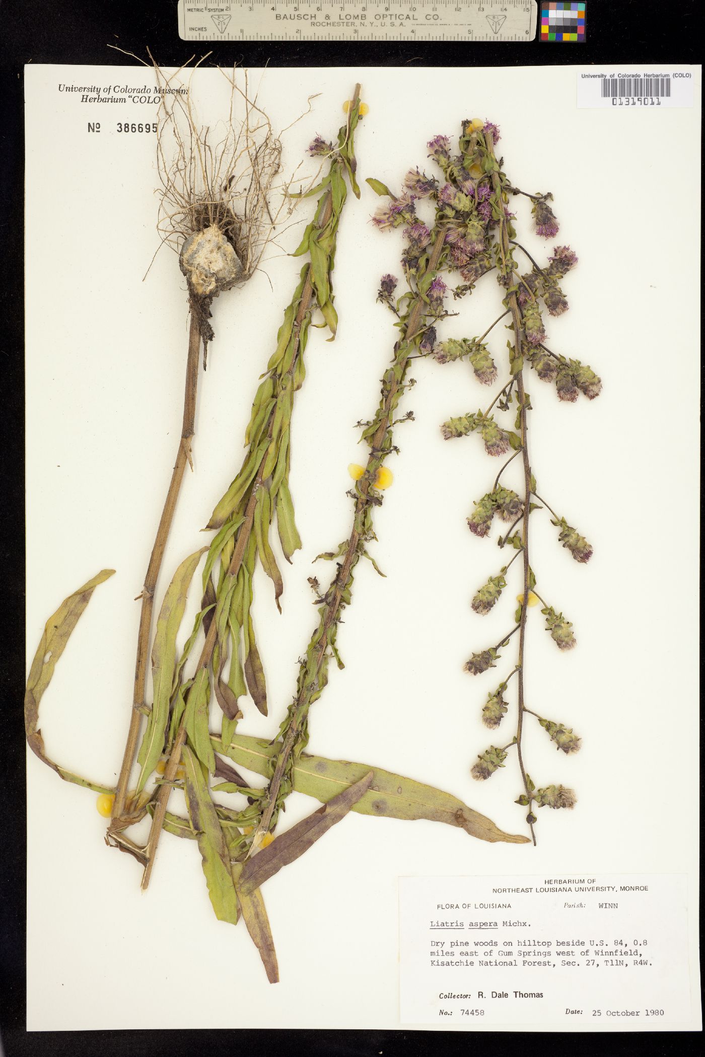 Liatris aspera image