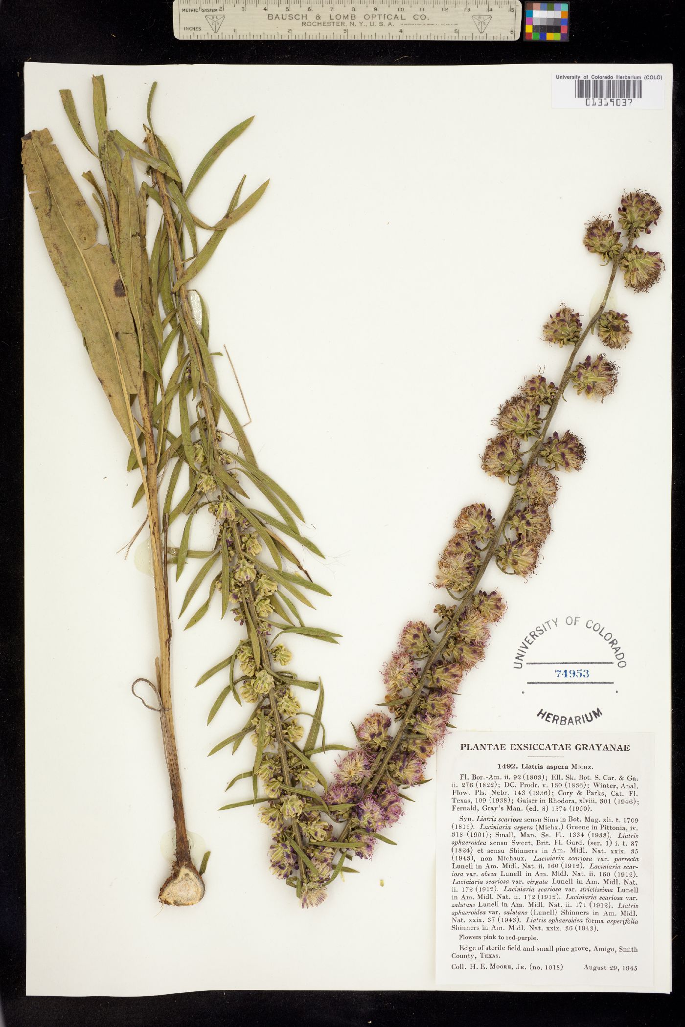Liatris aspera image