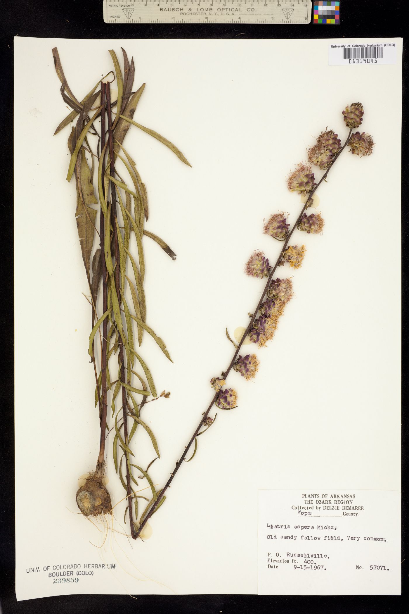 Liatris aspera image