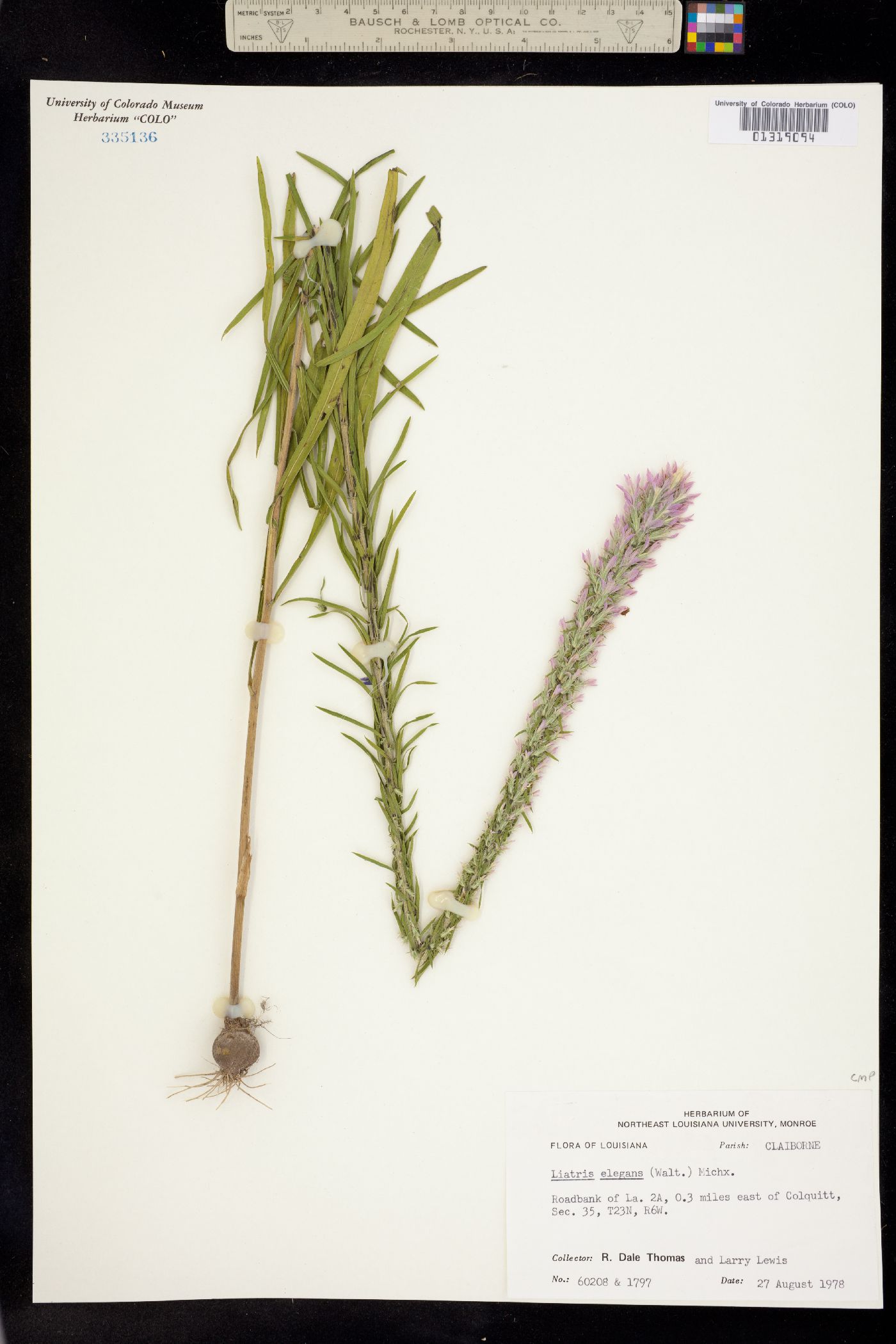 Liatris elegans image