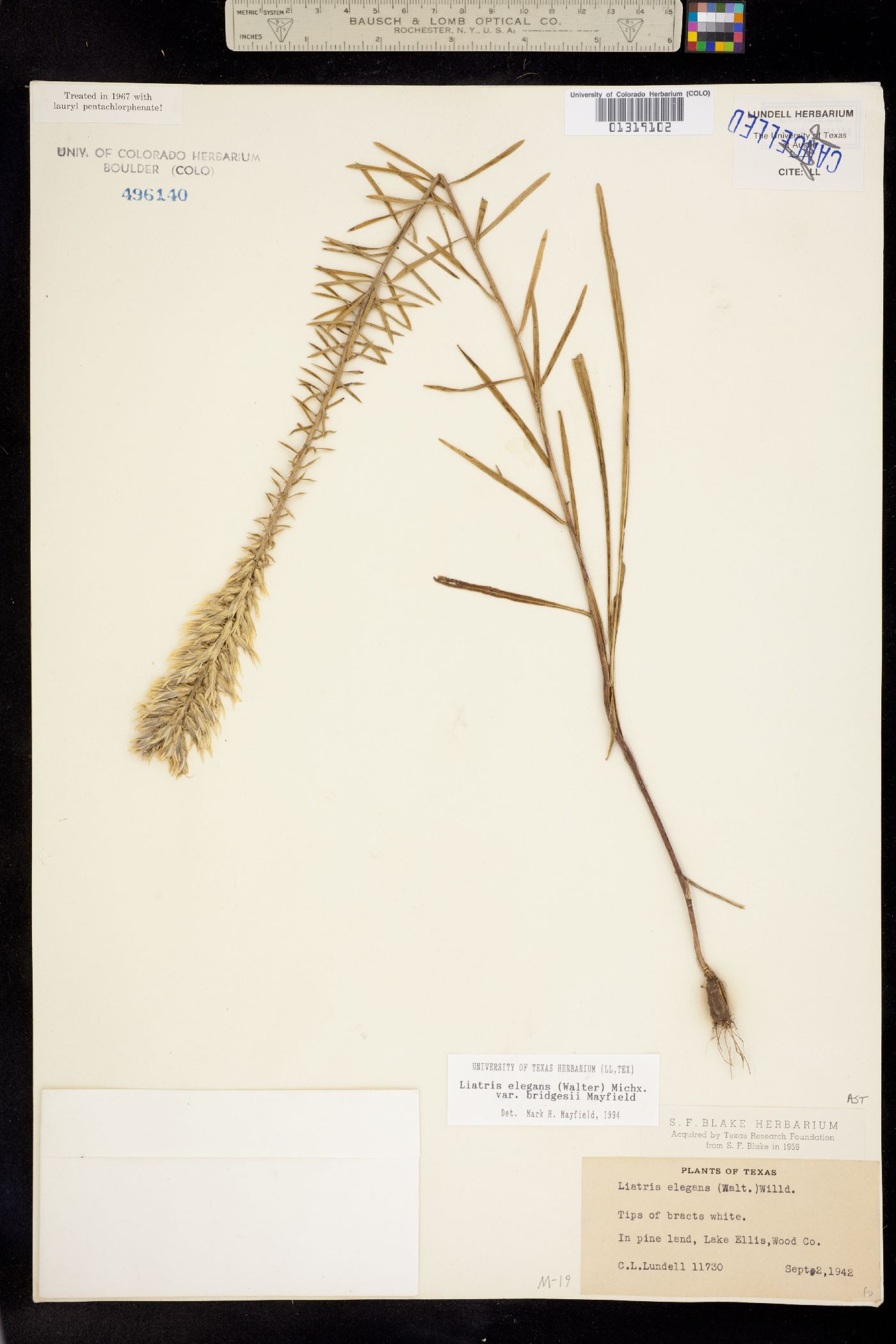 Liatris elegans image
