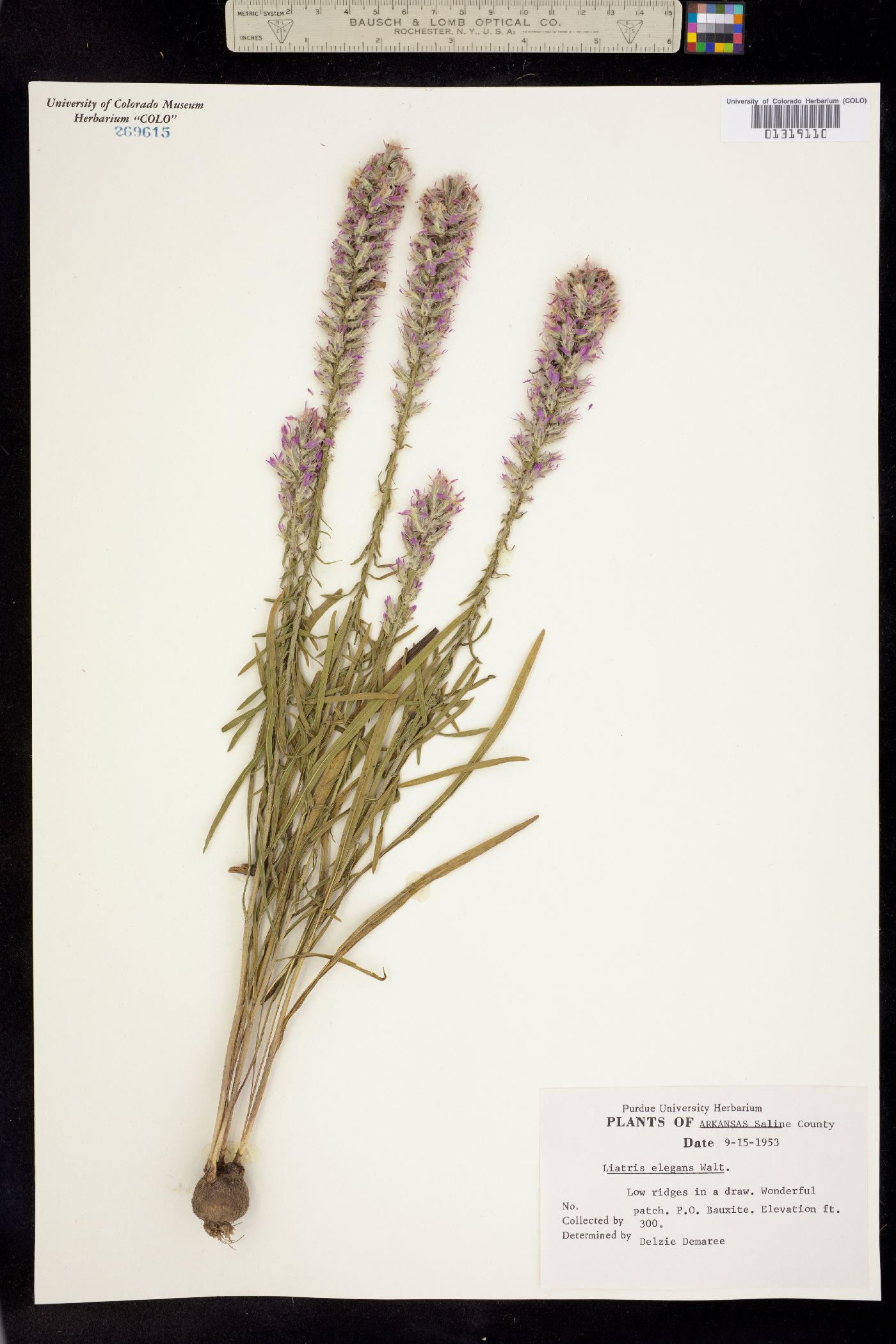 Liatris elegans image