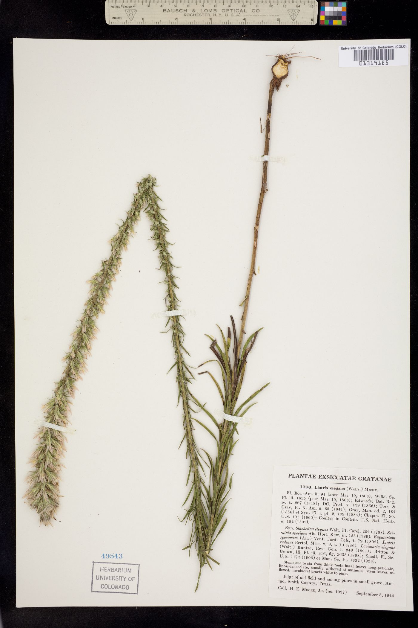 Liatris elegans image