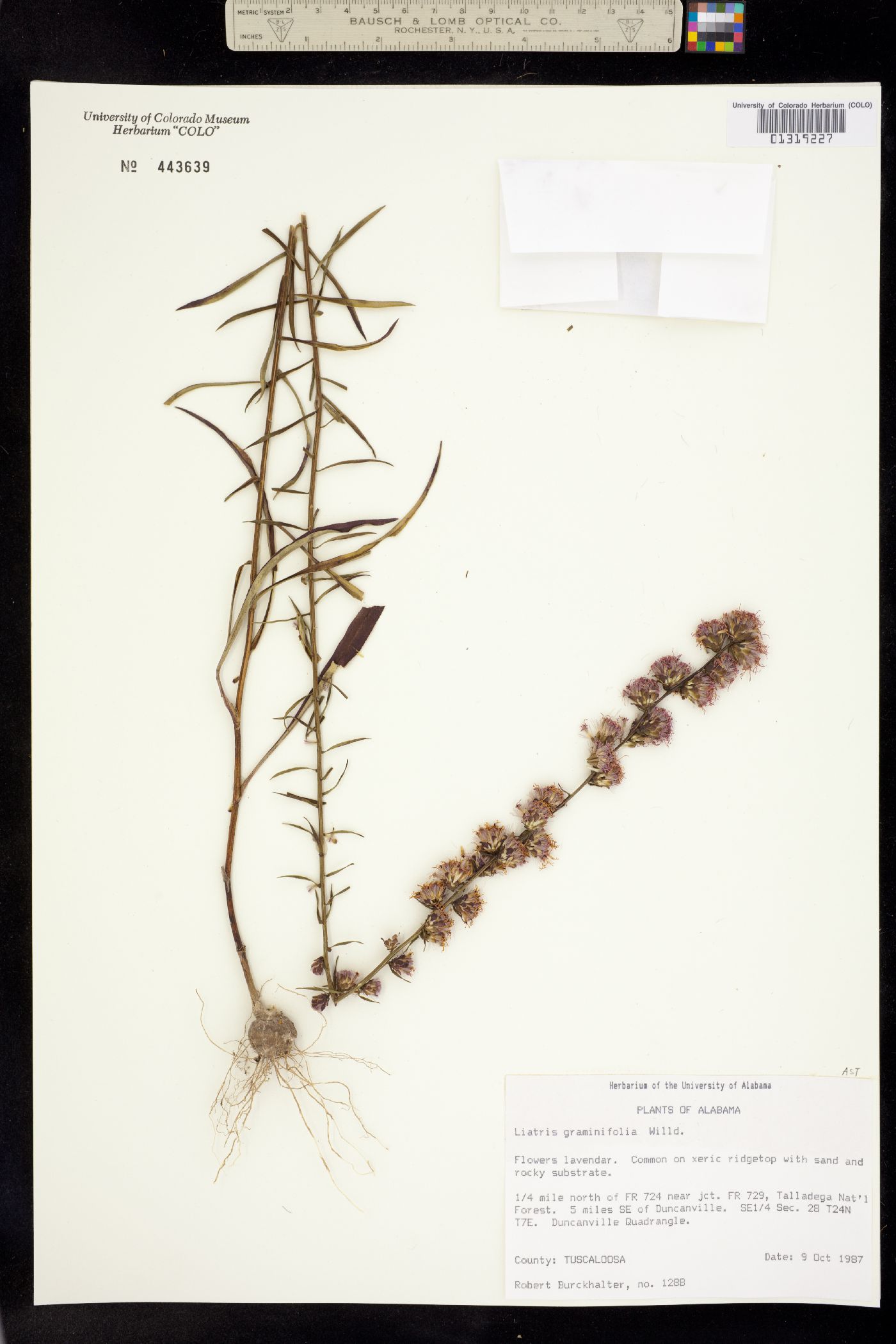 Liatris pilosa image