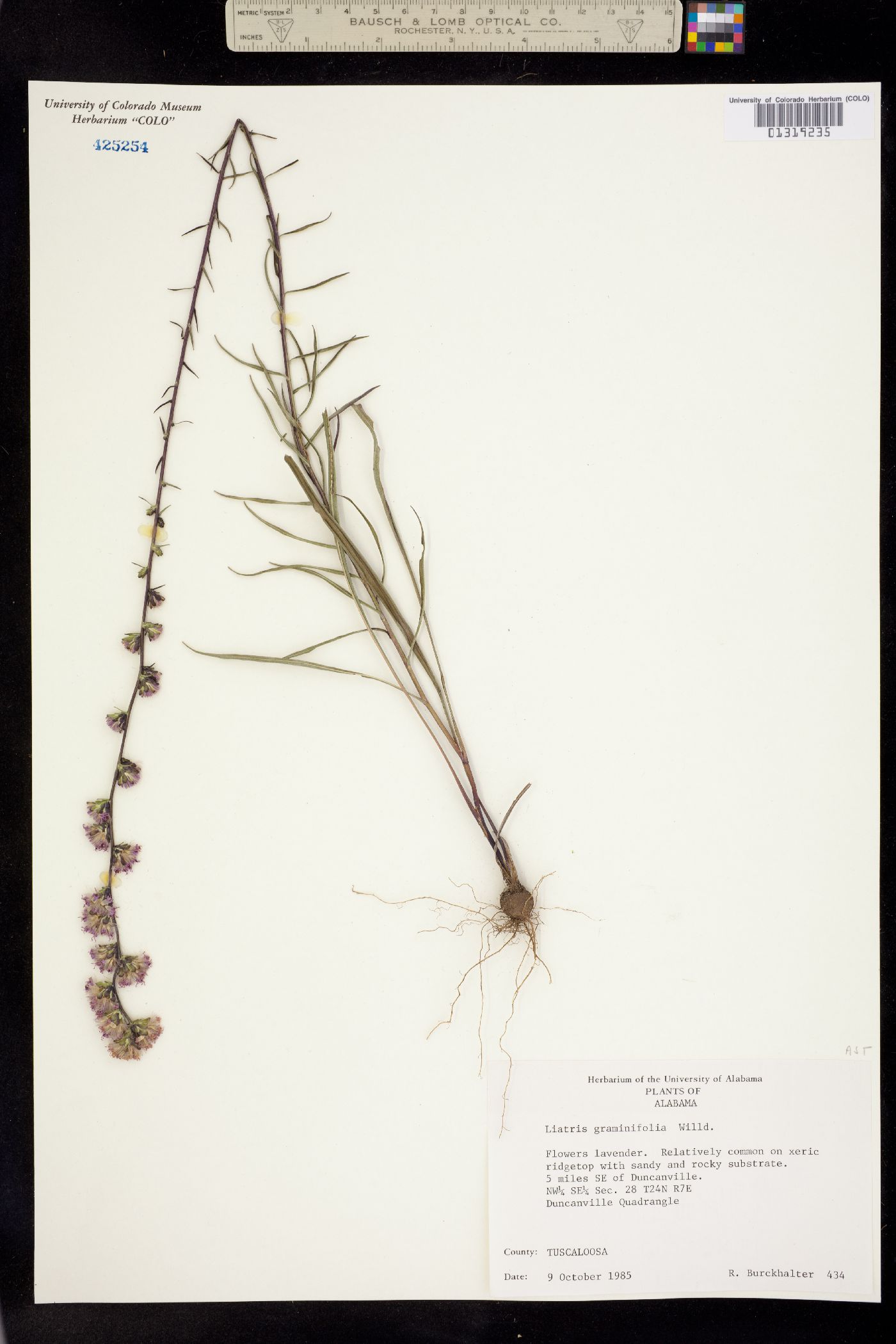 Liatris pilosa image