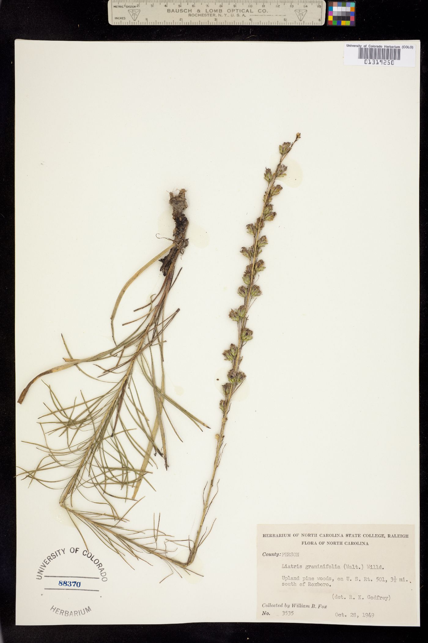 Liatris pilosa image