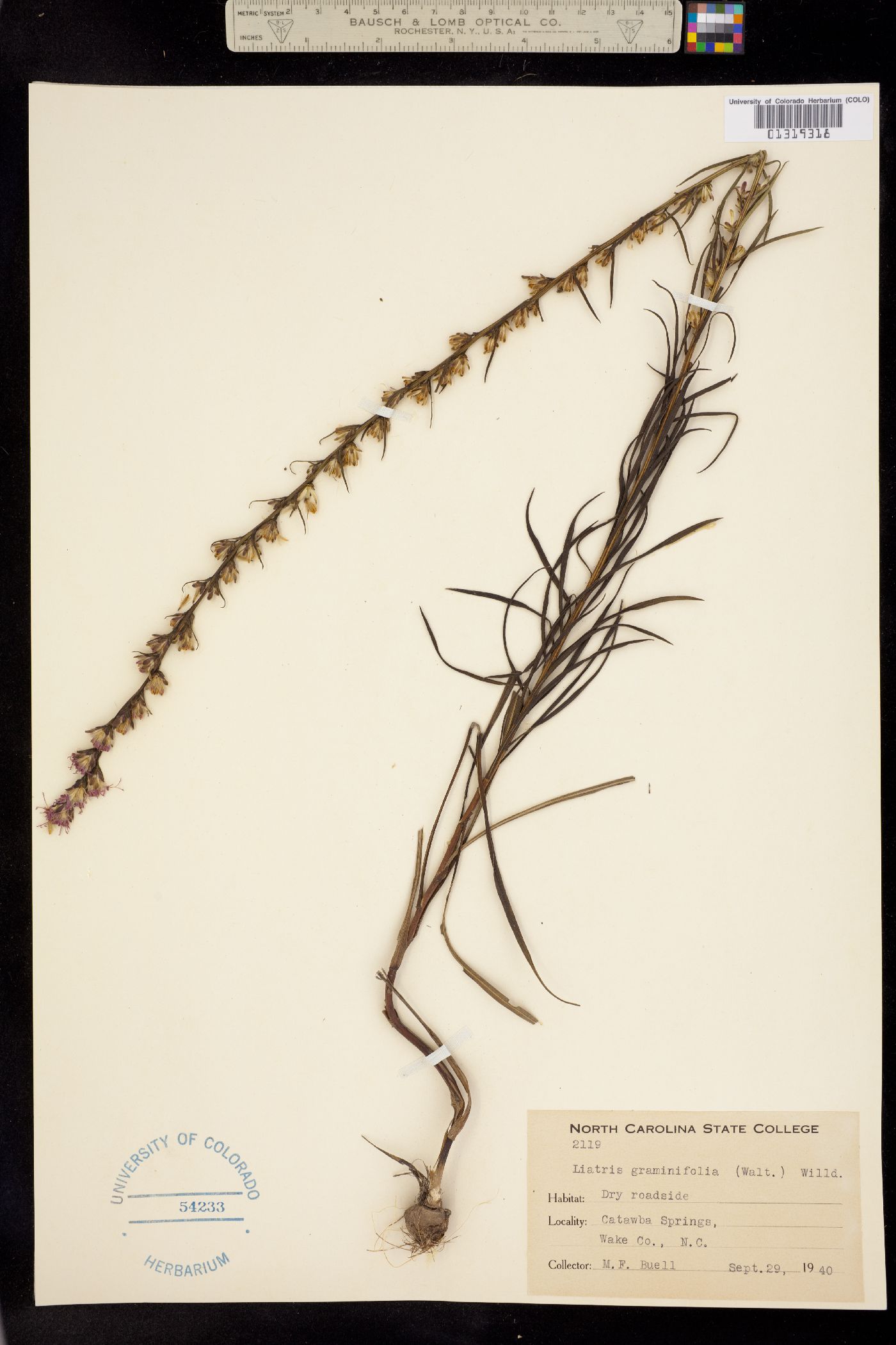 Liatris pilosa image