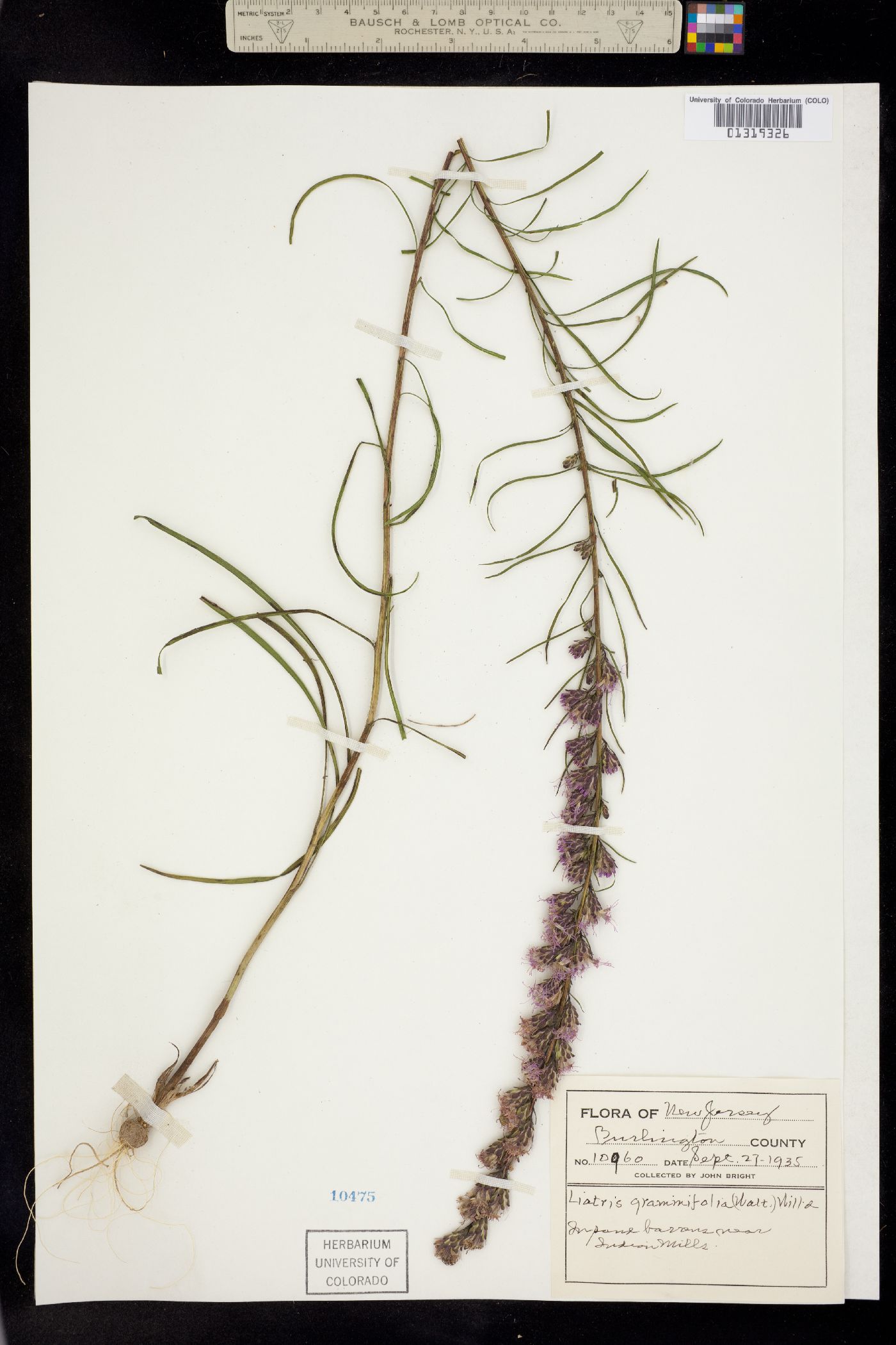 Liatris pilosa image