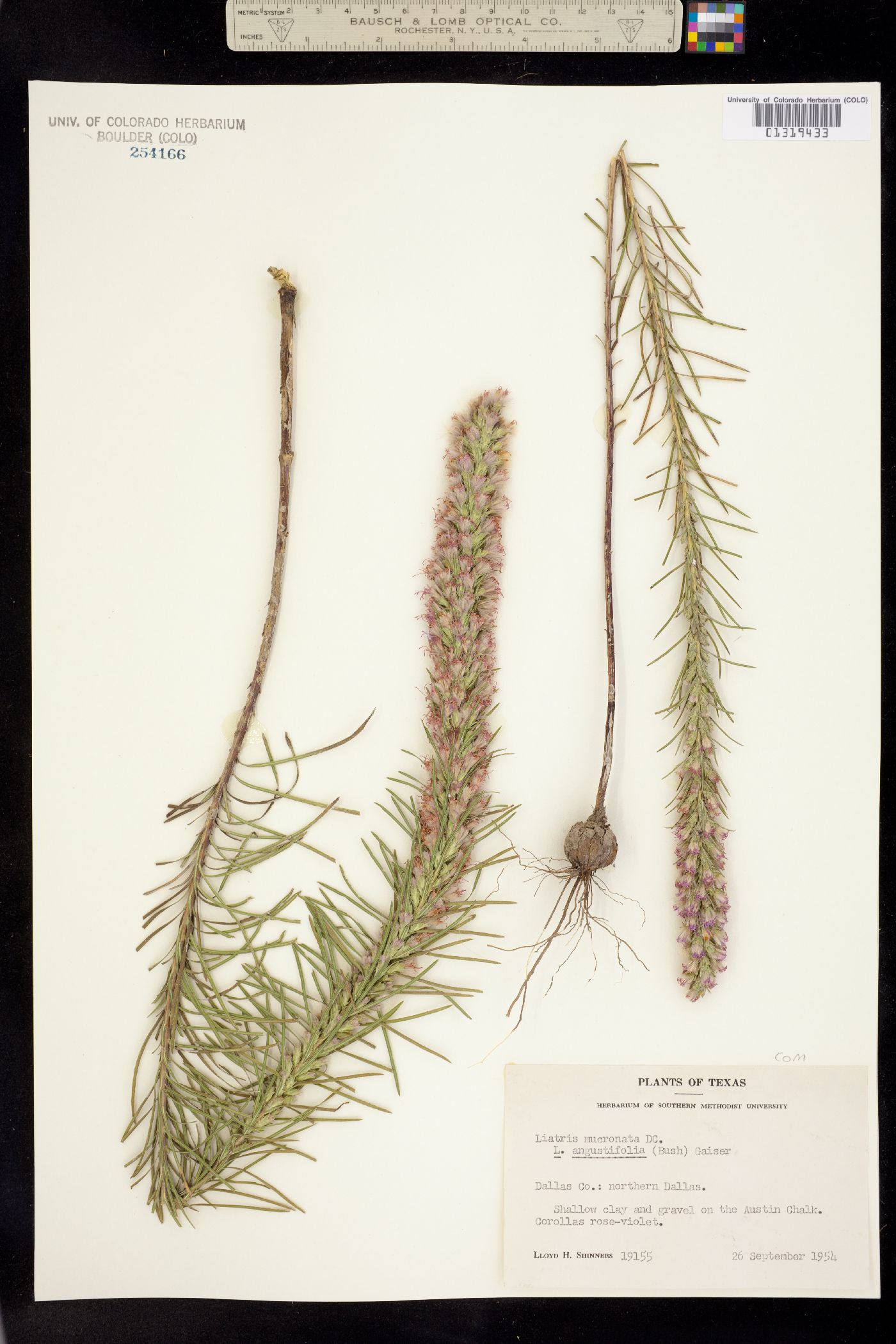 Liatris punctata image