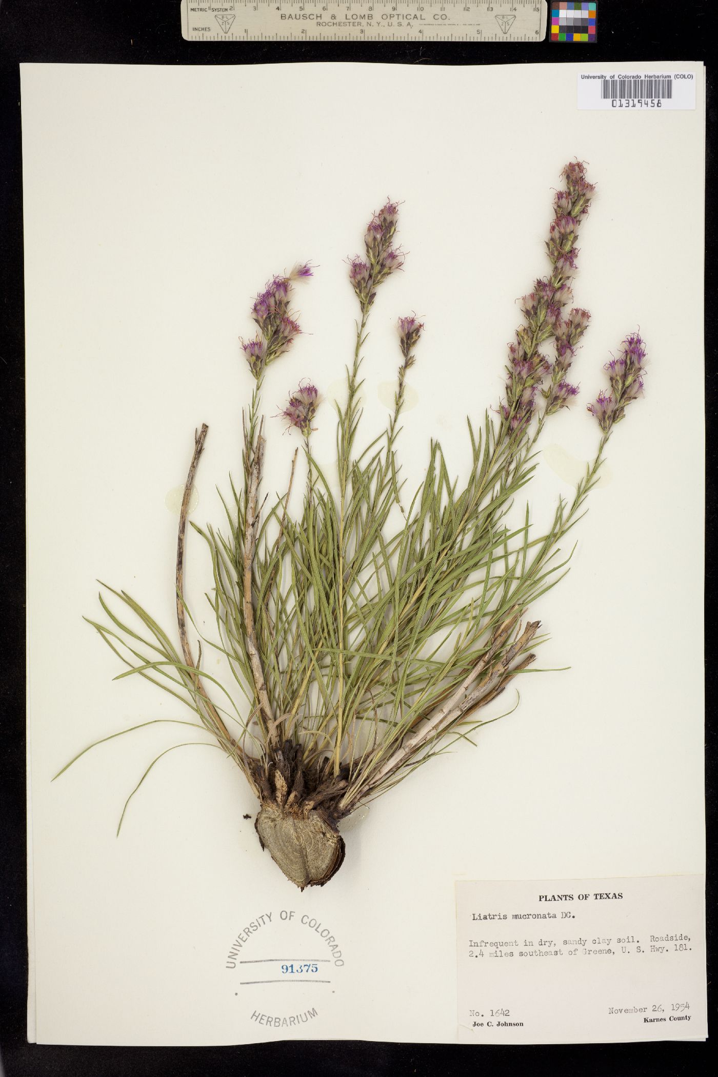 Liatris punctata image