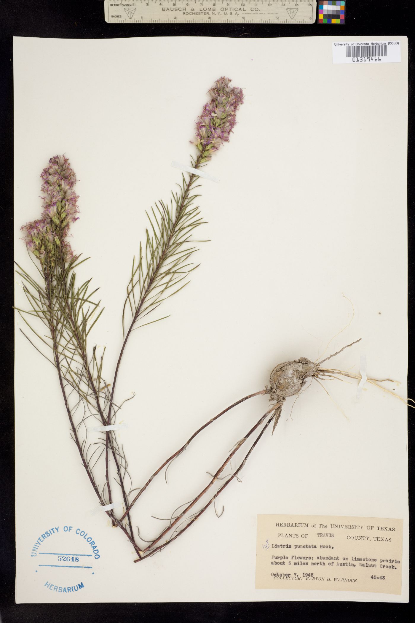 Liatris punctata image