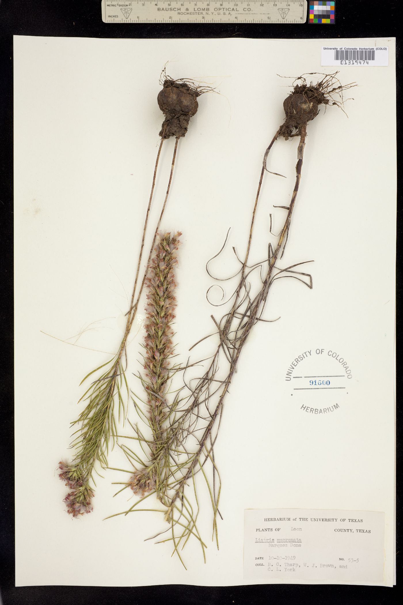 Liatris image