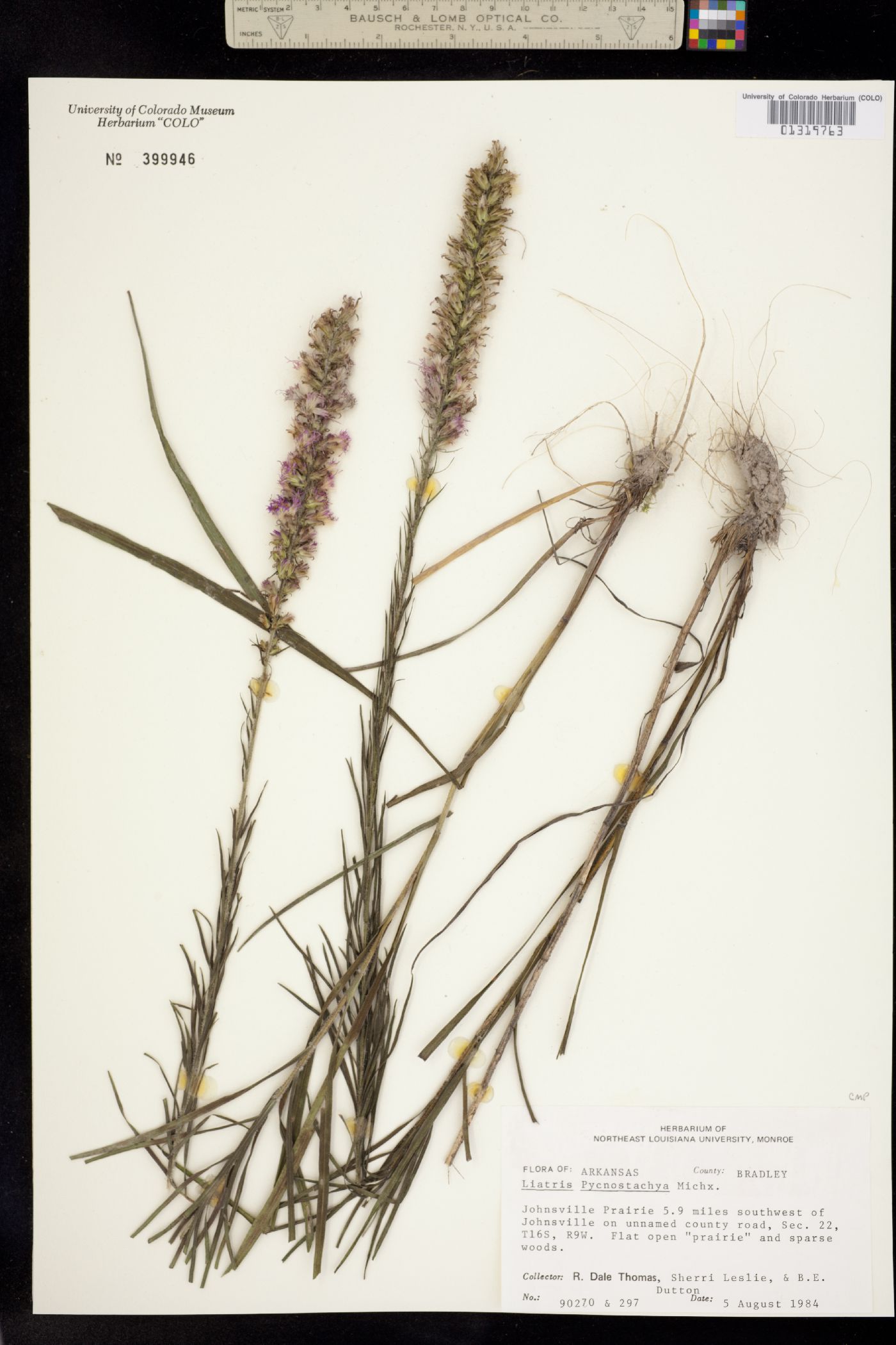 Liatris pycnostachya image