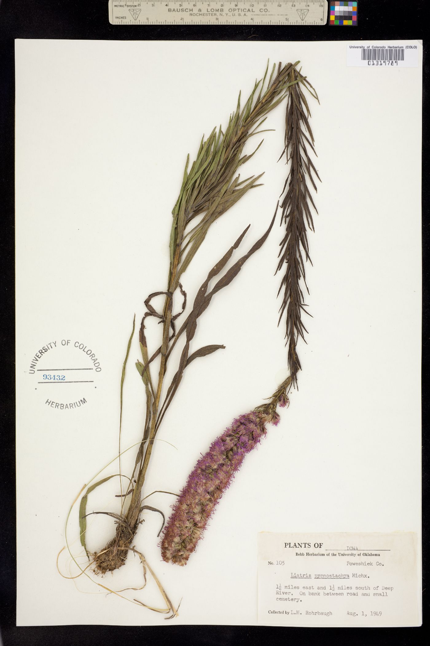 Liatris pycnostachya image