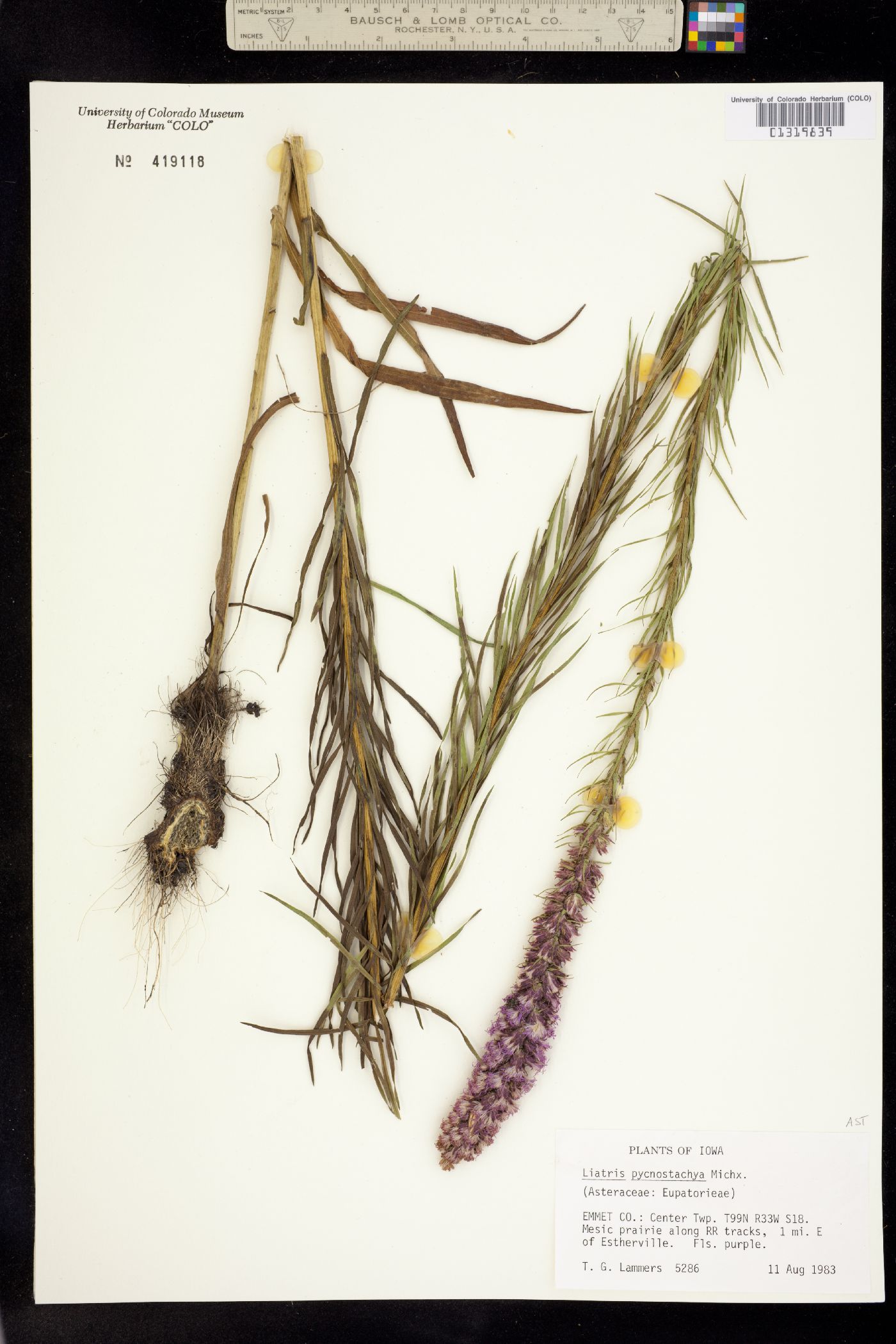Liatris pycnostachya image
