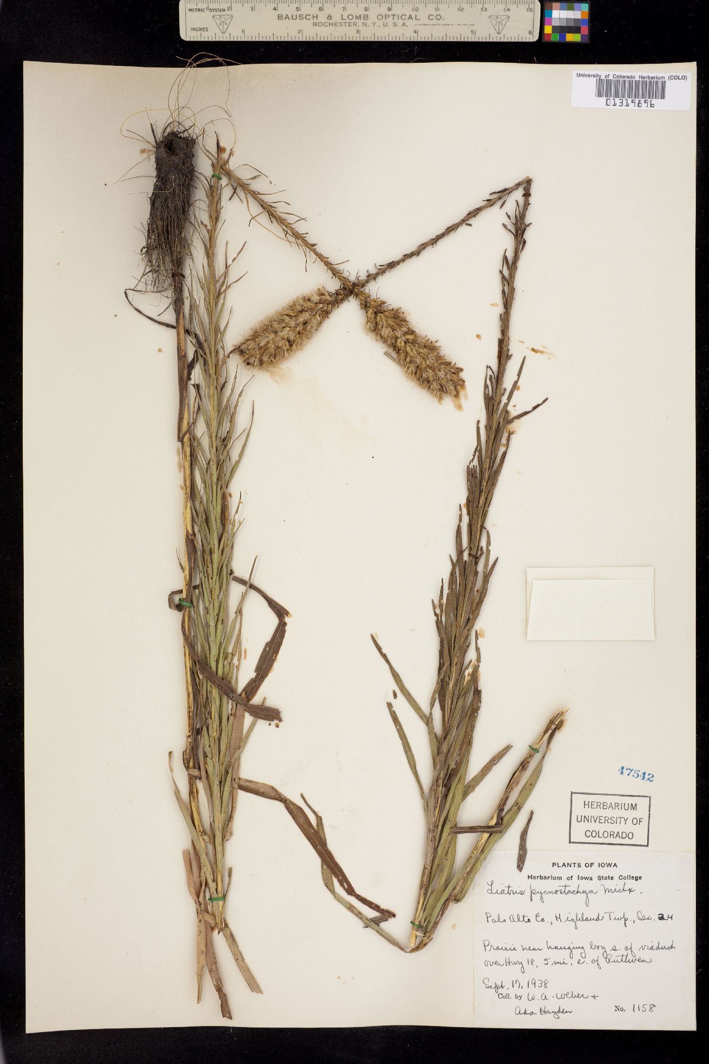 Liatris pycnostachya image