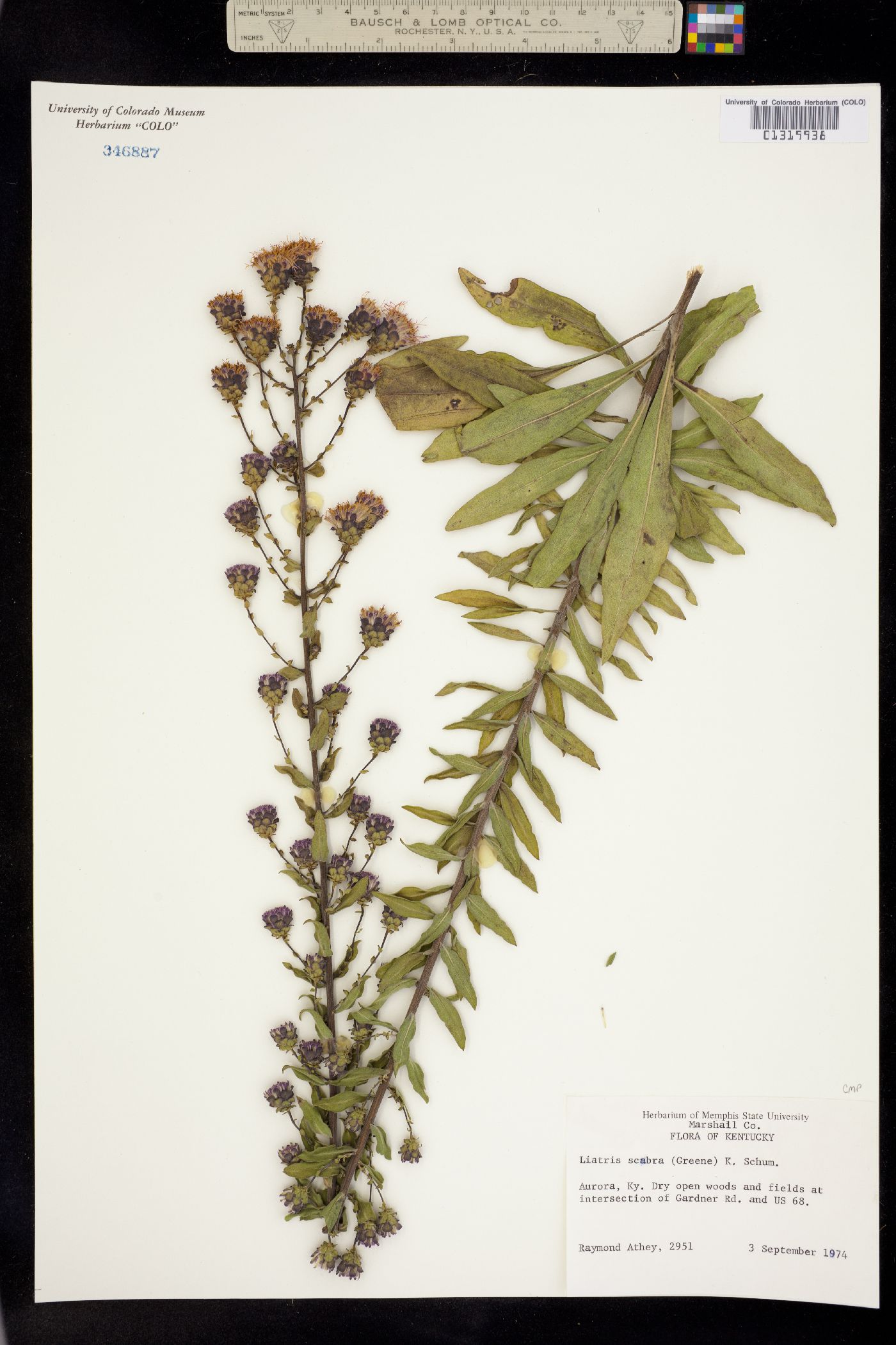 Liatris squarrulosa image