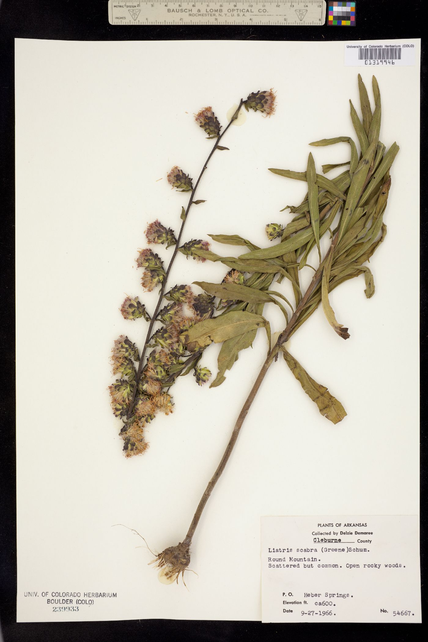 Liatris squarrulosa image