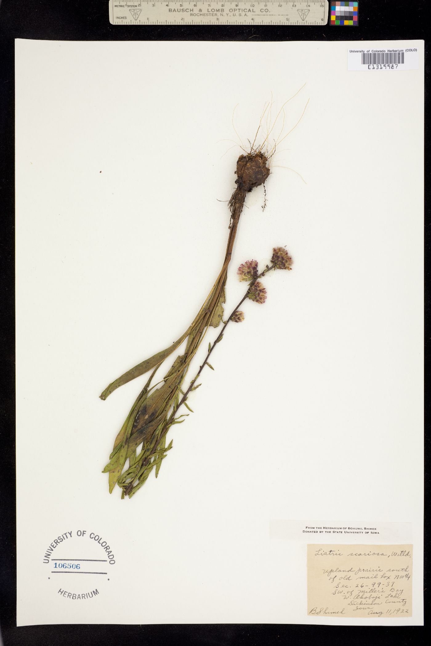 Liatris image