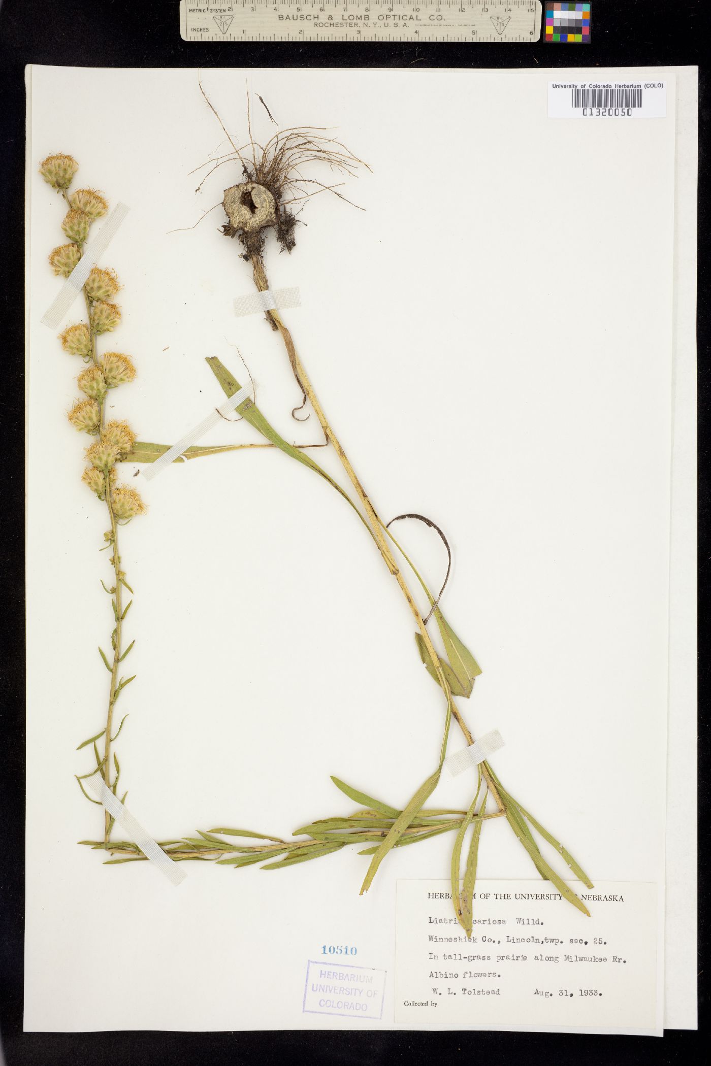 Liatris scariosa image