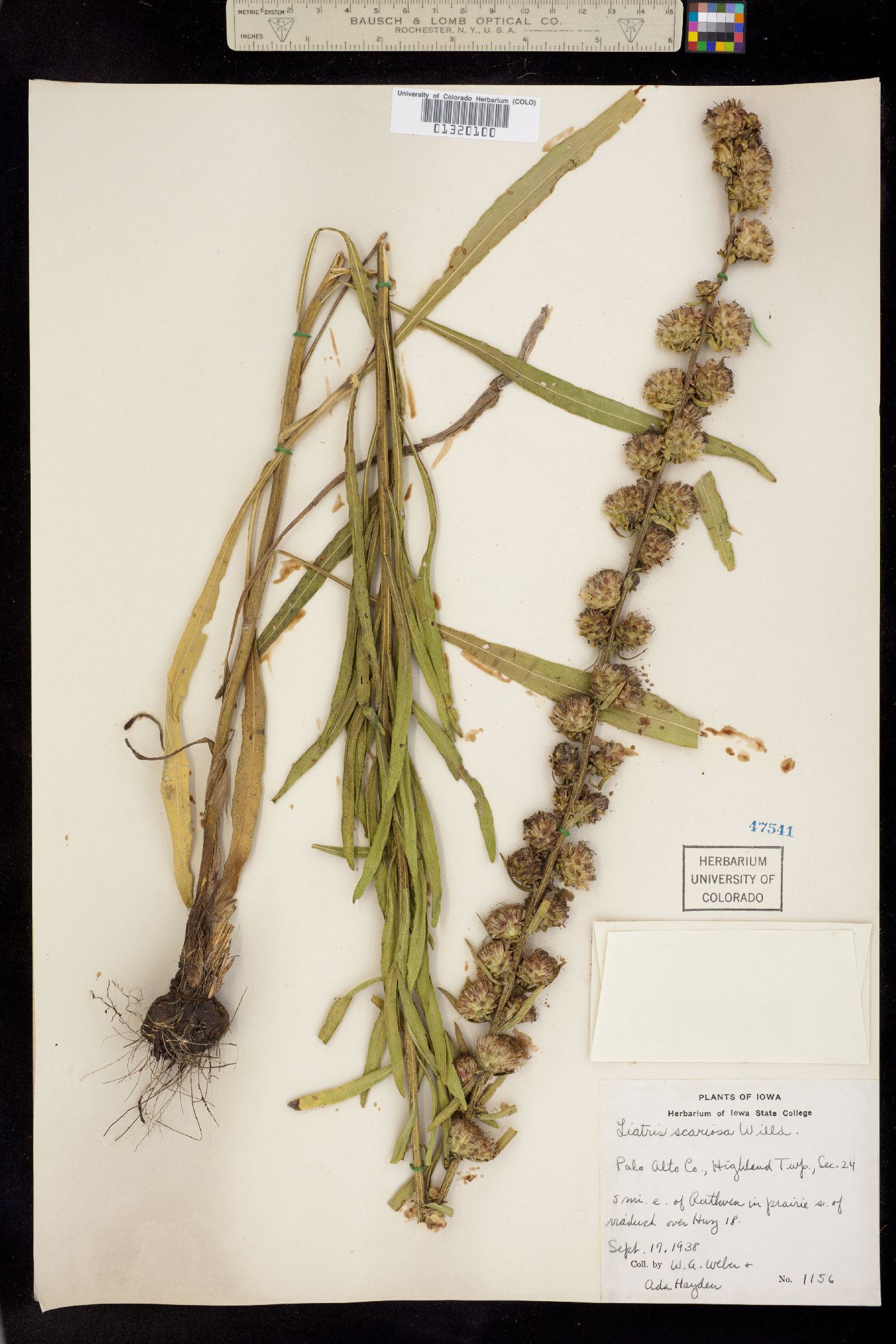 Liatris scariosa image