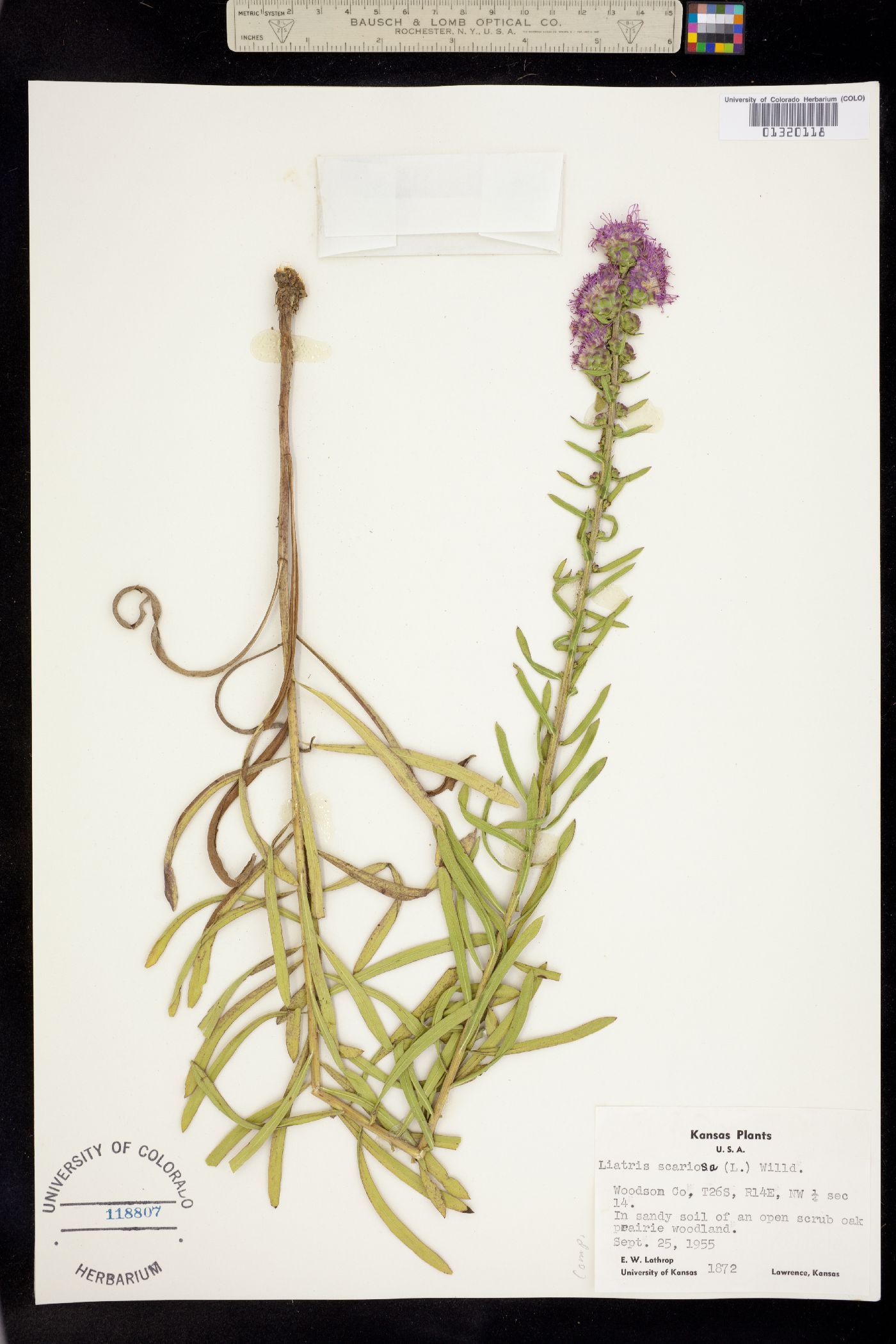 Liatris scariosa image