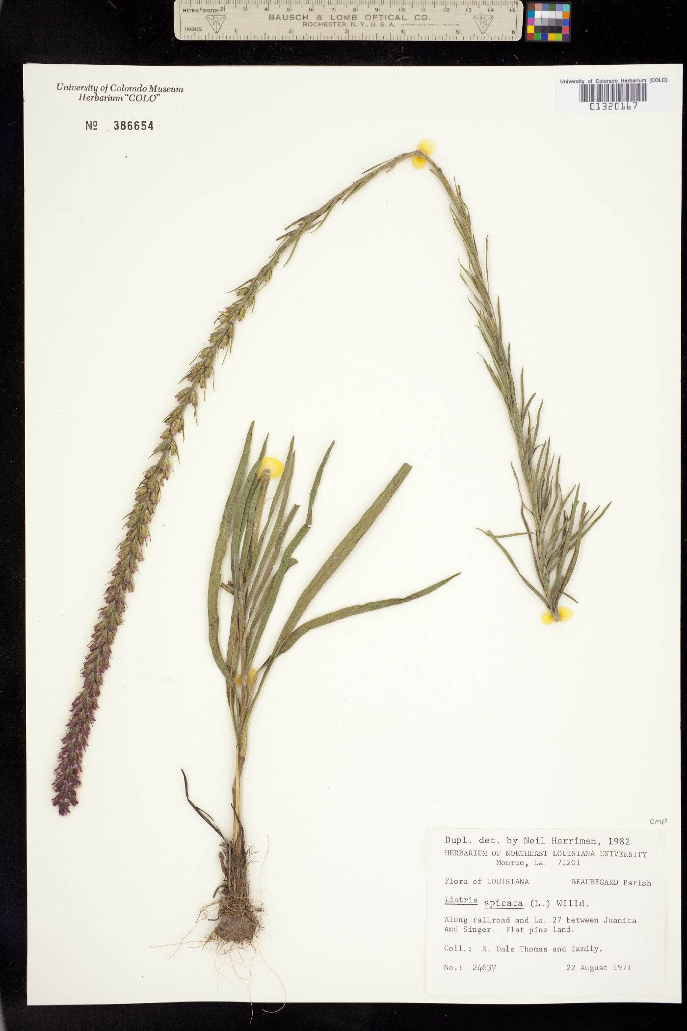 Liatris spicata image