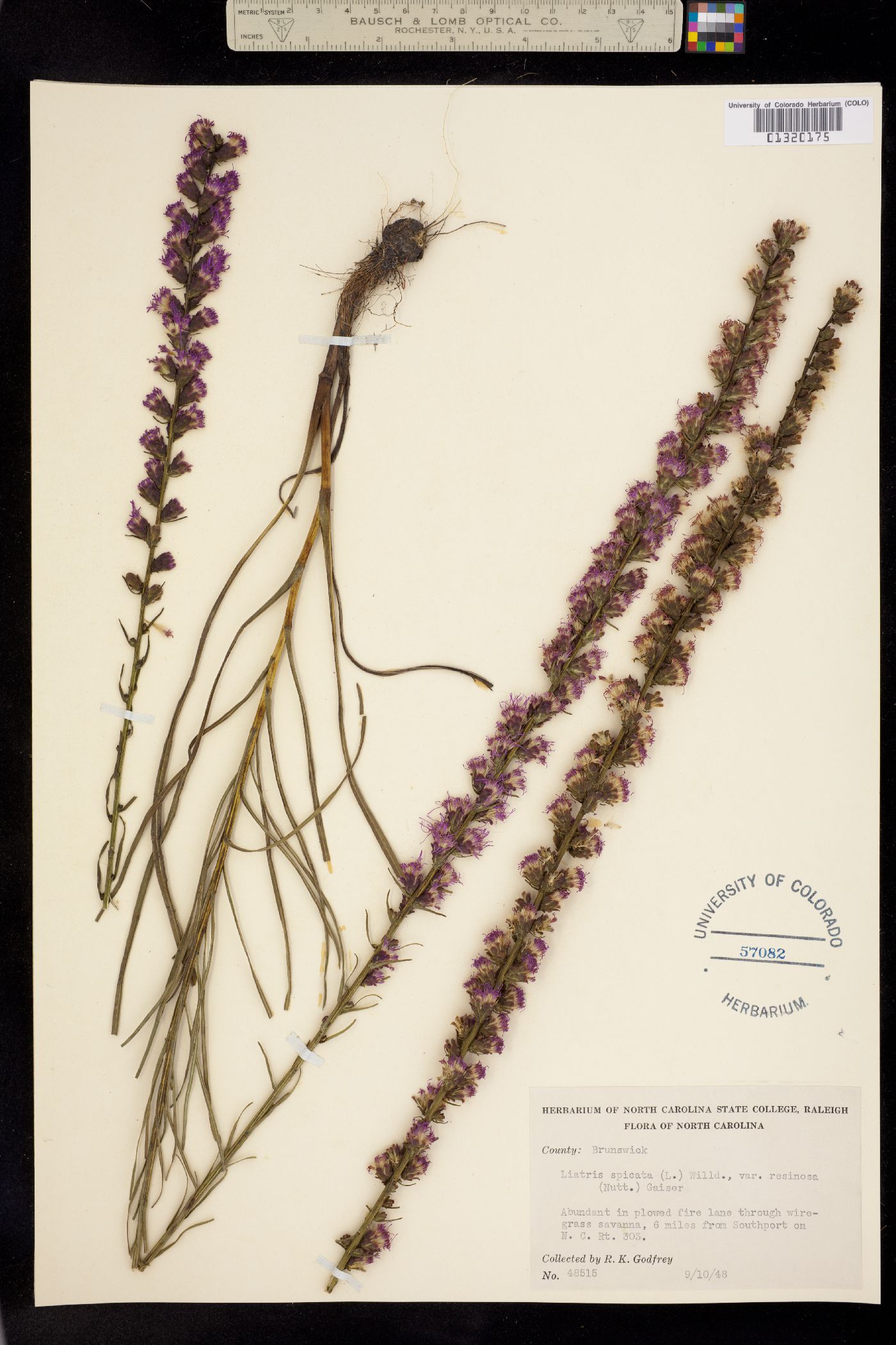 Liatris spicata image
