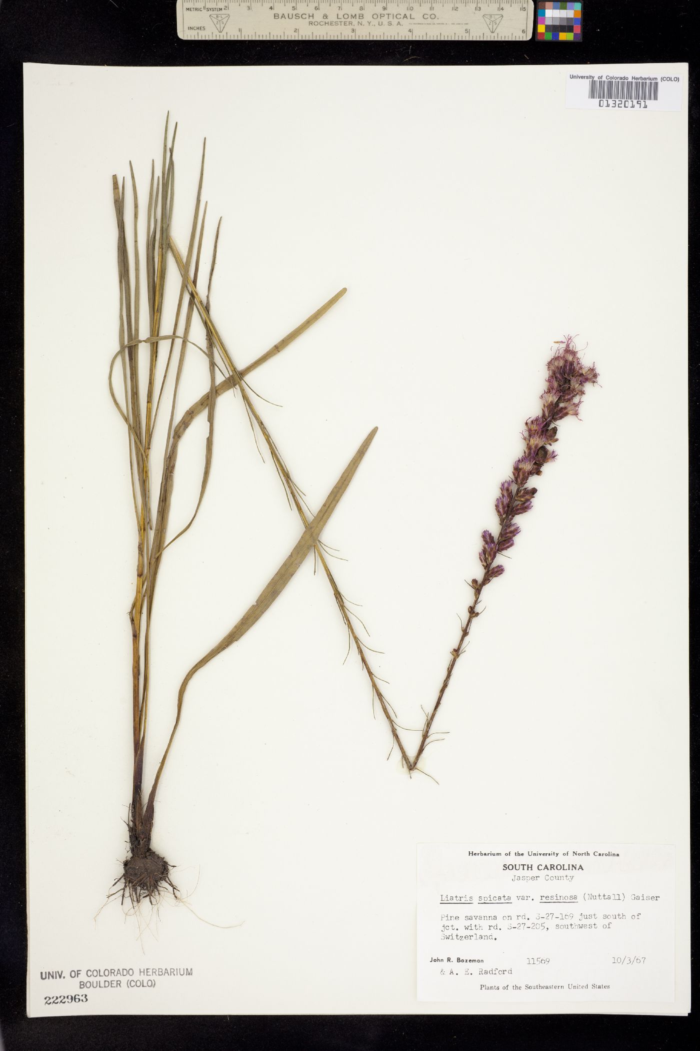 Liatris spicata image