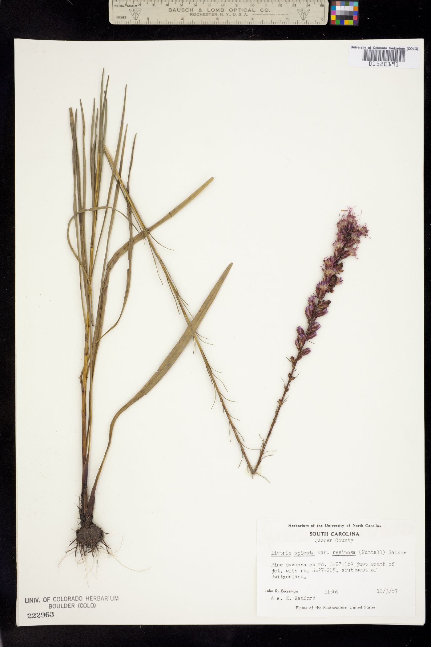 Liatris spicata image