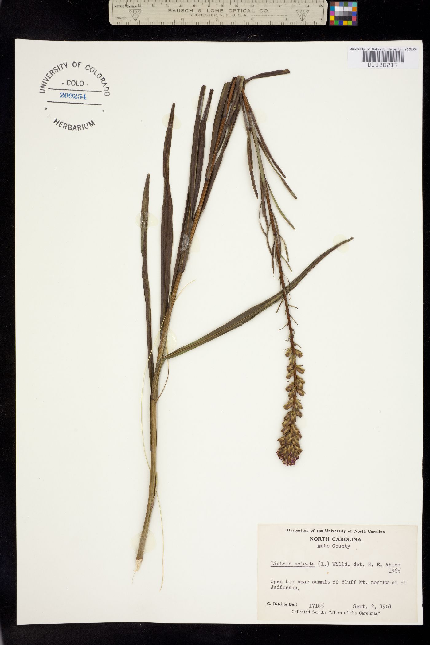 Liatris spicata image