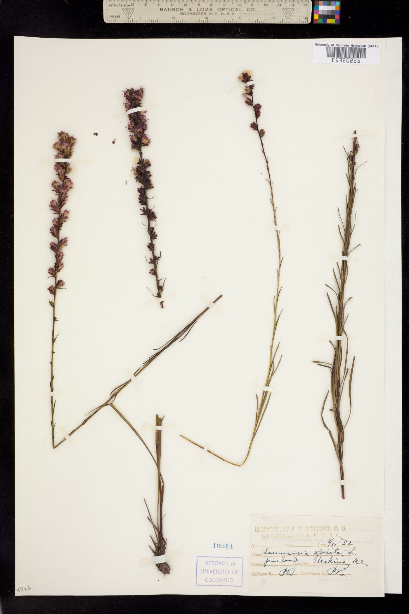 Liatris spicata image