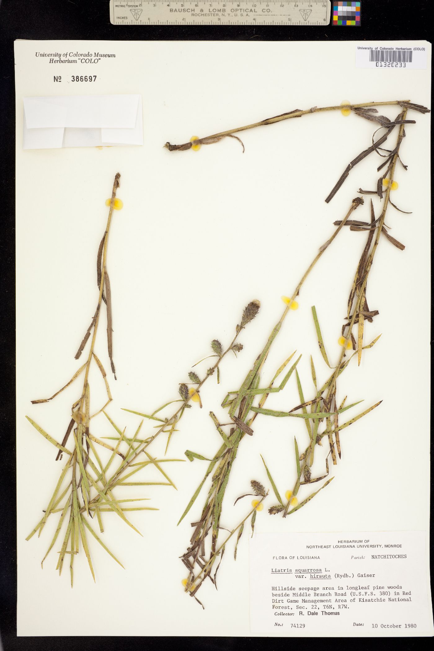 Liatris squarrosa image