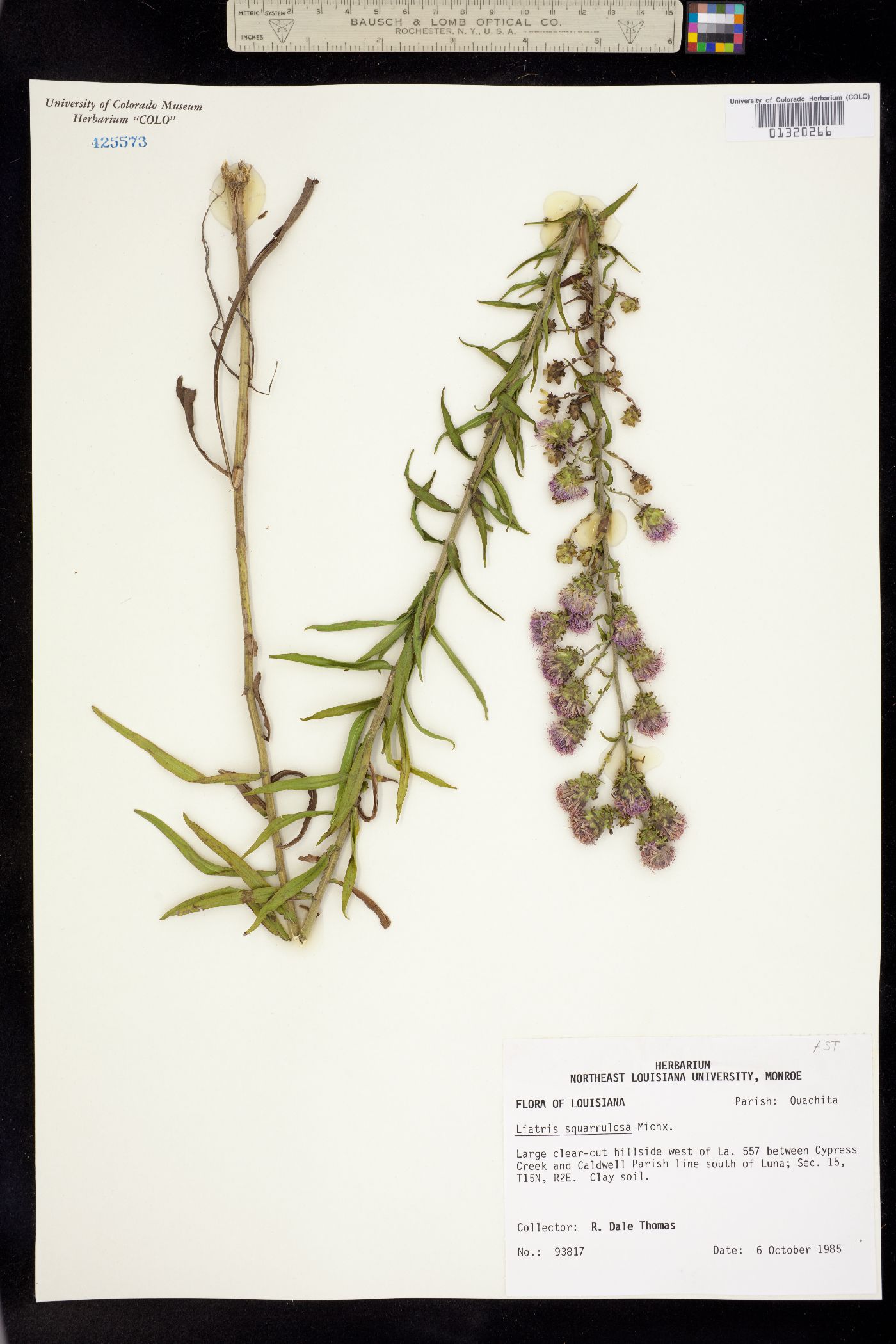 Liatris squarrosa image