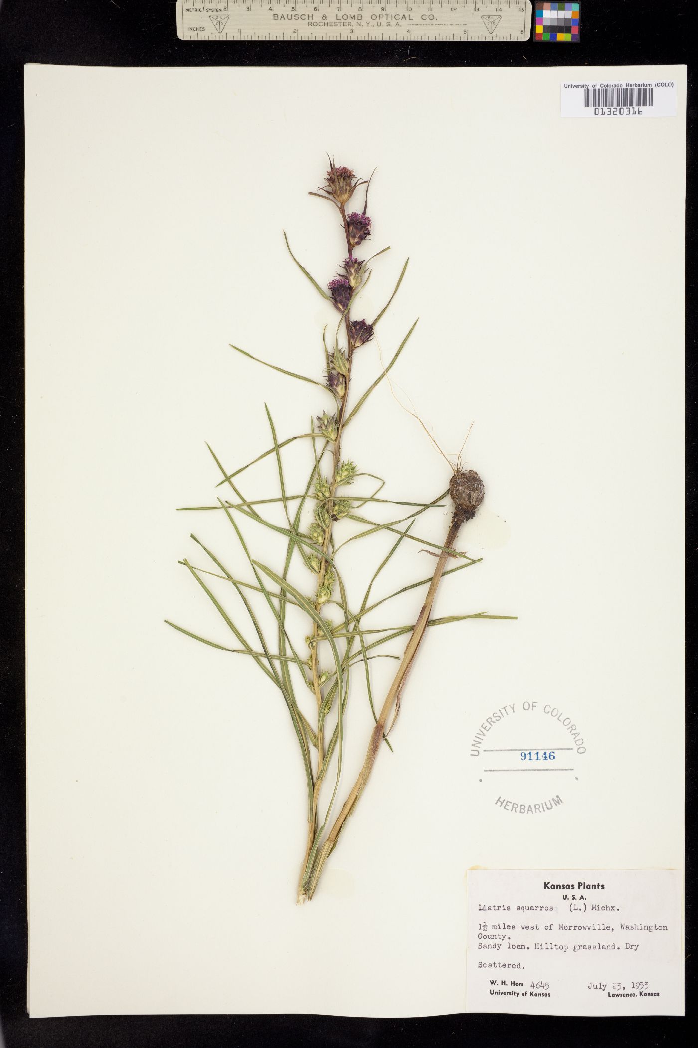 Liatris squarrosa image