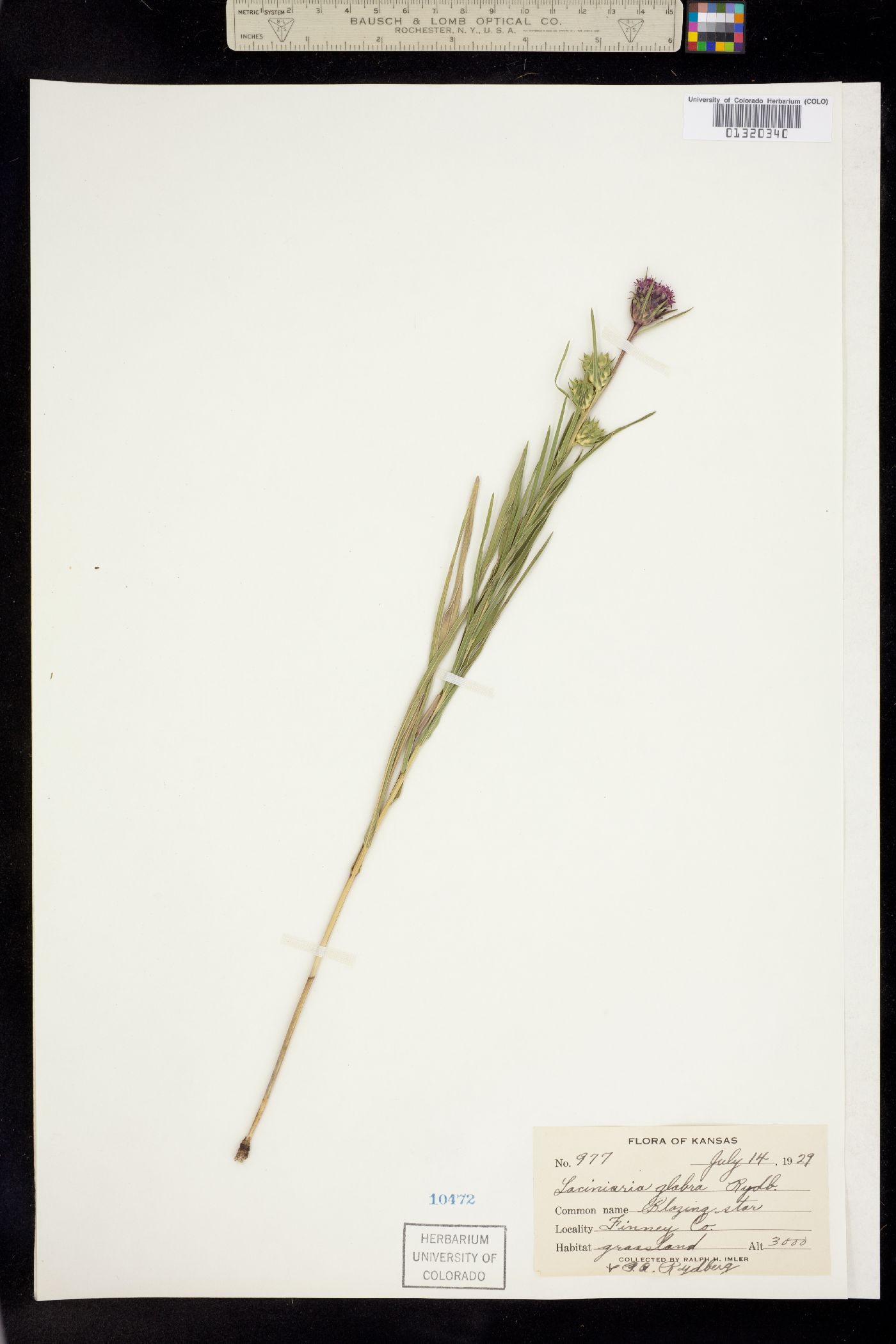 Liatris squarrosa image